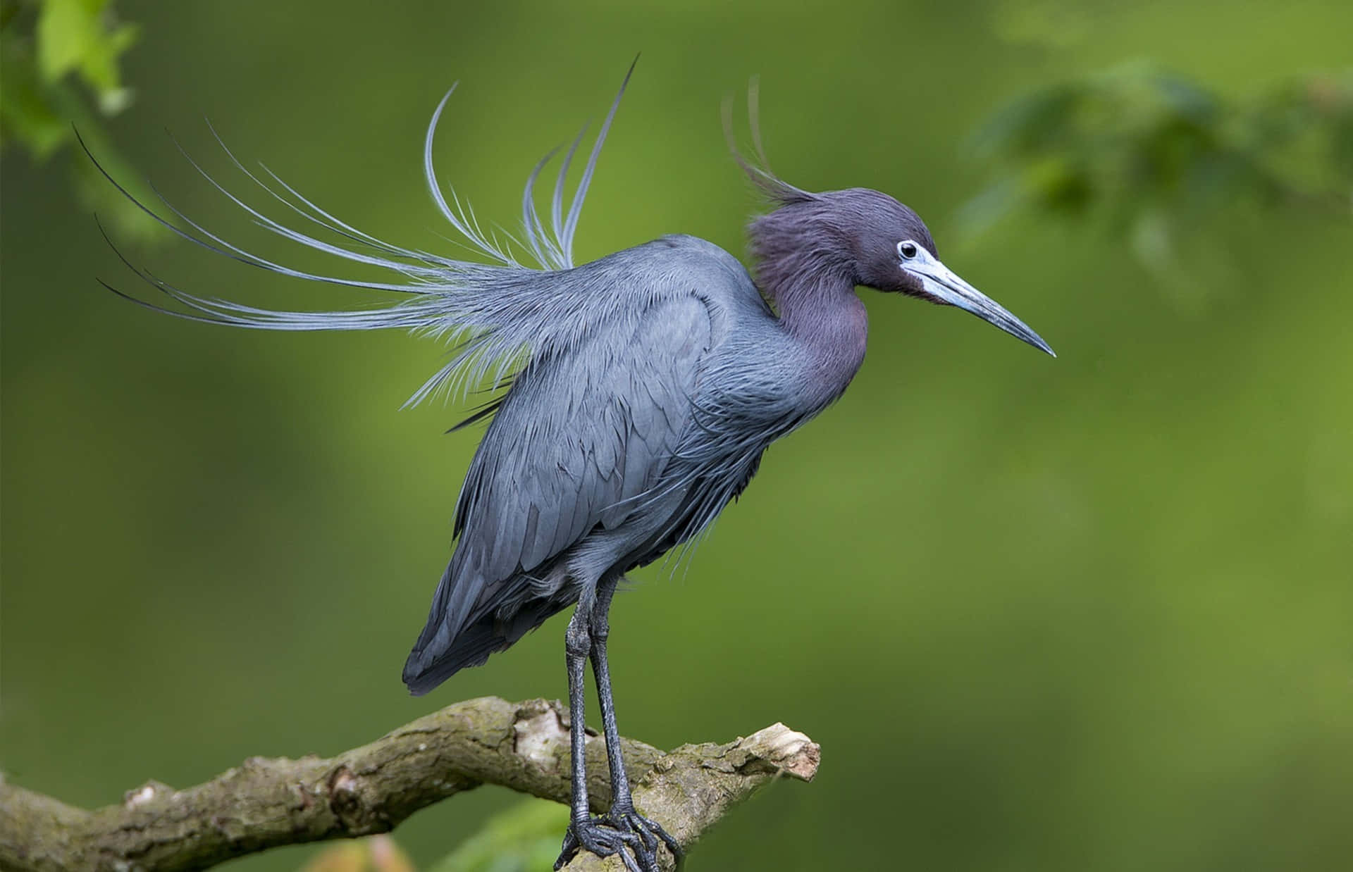 Heron 桌布 壁紙 — 一隻引人注目的藍鷺，長長的羽毛飄逸，優雅地棲息在長滿苔蘚的樹枝上，背景是柔和的綠色森林。