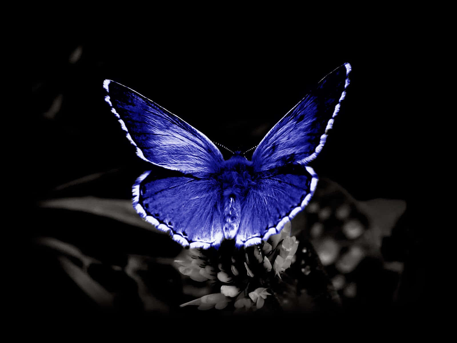 Emerging Butterfly 桌布 壁紙 — 一隻引人注目的電藍色蝴蝶，翅膀帶有白色邊緣，棲息在單色花朵上，背景為深黑色。