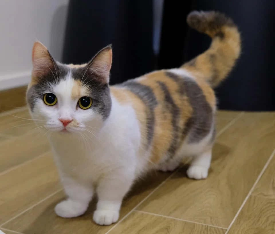 Munchkin Cat 桌布 壁紙 — 一隻引人注目的黃眼三色貓在木地板上警覺地站立，尾巴向上彎曲，背景為深色。