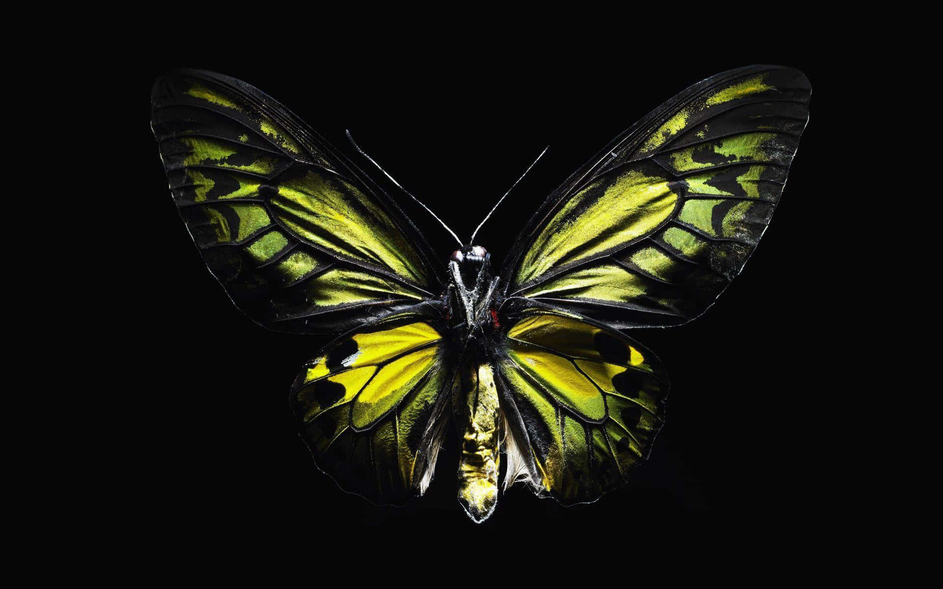Dark Butterfly 桌布 壁紙 — 一隻引人注目的黃黑蝴蝶，帶有半透明翅膀，居中於純黑色背景上。
