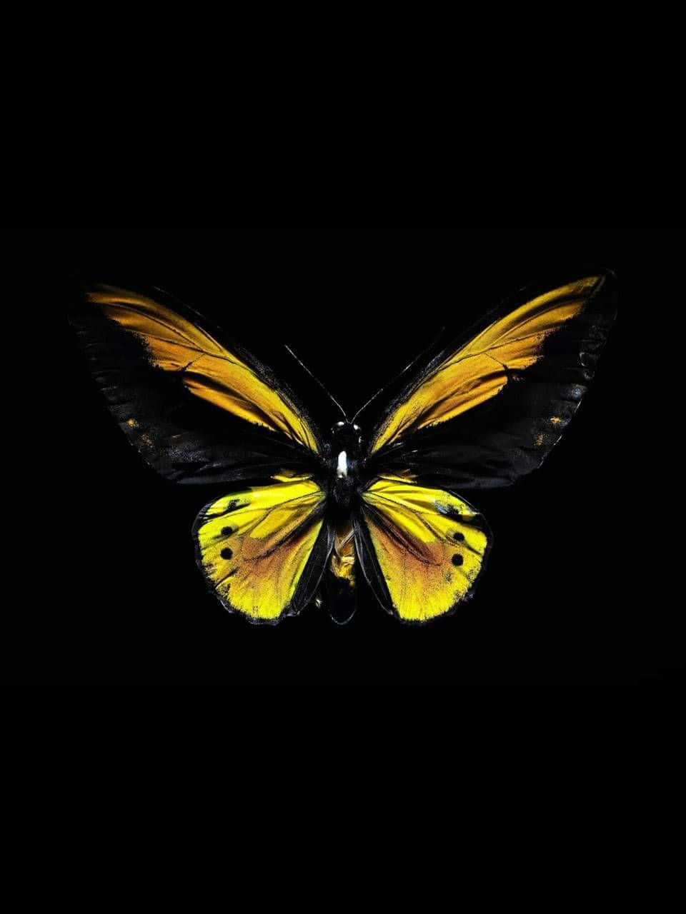 Yellow Butterfly 桌布 壁紙 — 一隻引人注目的黃黑蝴蝶，帶有複雜的翅膀圖案，位於純黑色背景的中央。