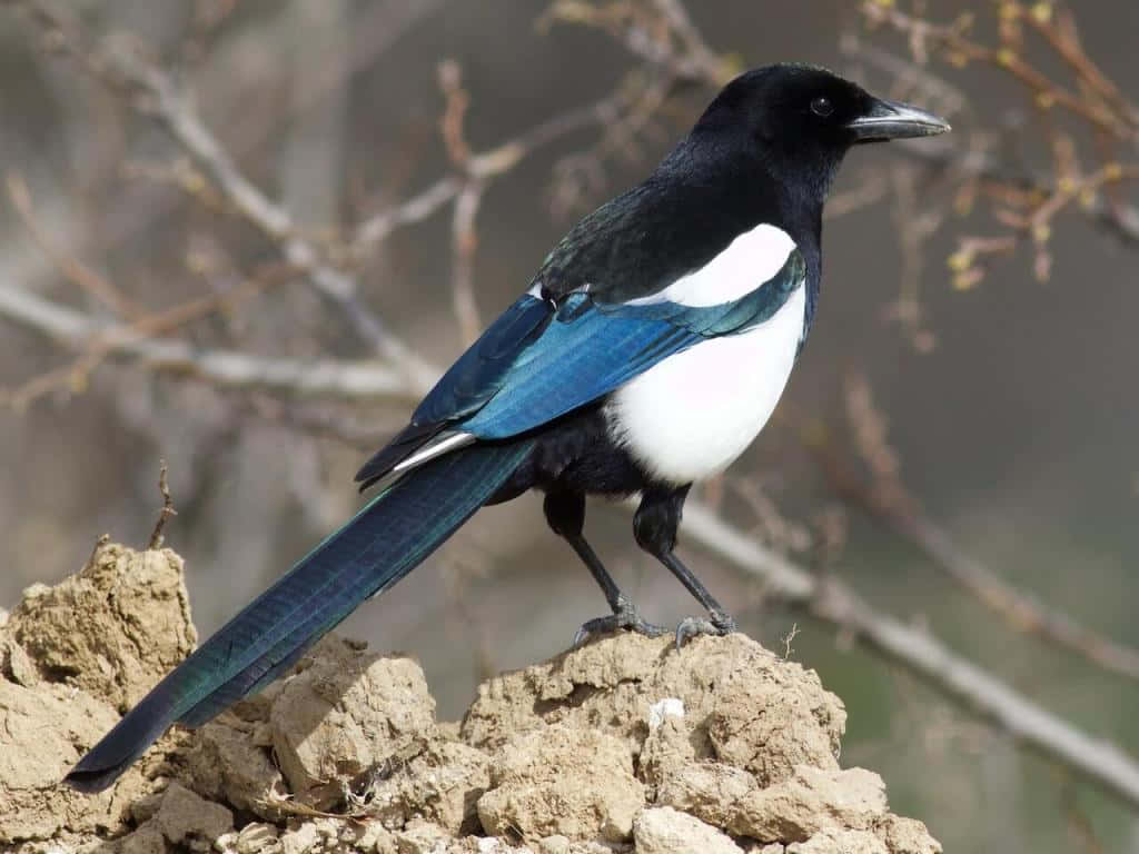 Magpies And Crows 桌布 壁紙 — 一隻引人注目的黑白喜鵲，帶有虹彩藍色翅膀，警覺地棲息在粗糙的地面上，背景是模糊的裸露樹枝。