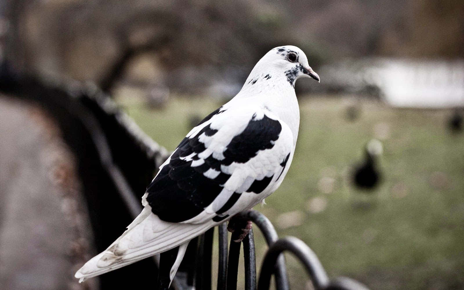 pigeon 桌布 壁紙 — 一隻引人注目的黑白鴿子平靜地棲息在深色金屬圍欄上，背景是柔和模糊的綠色。