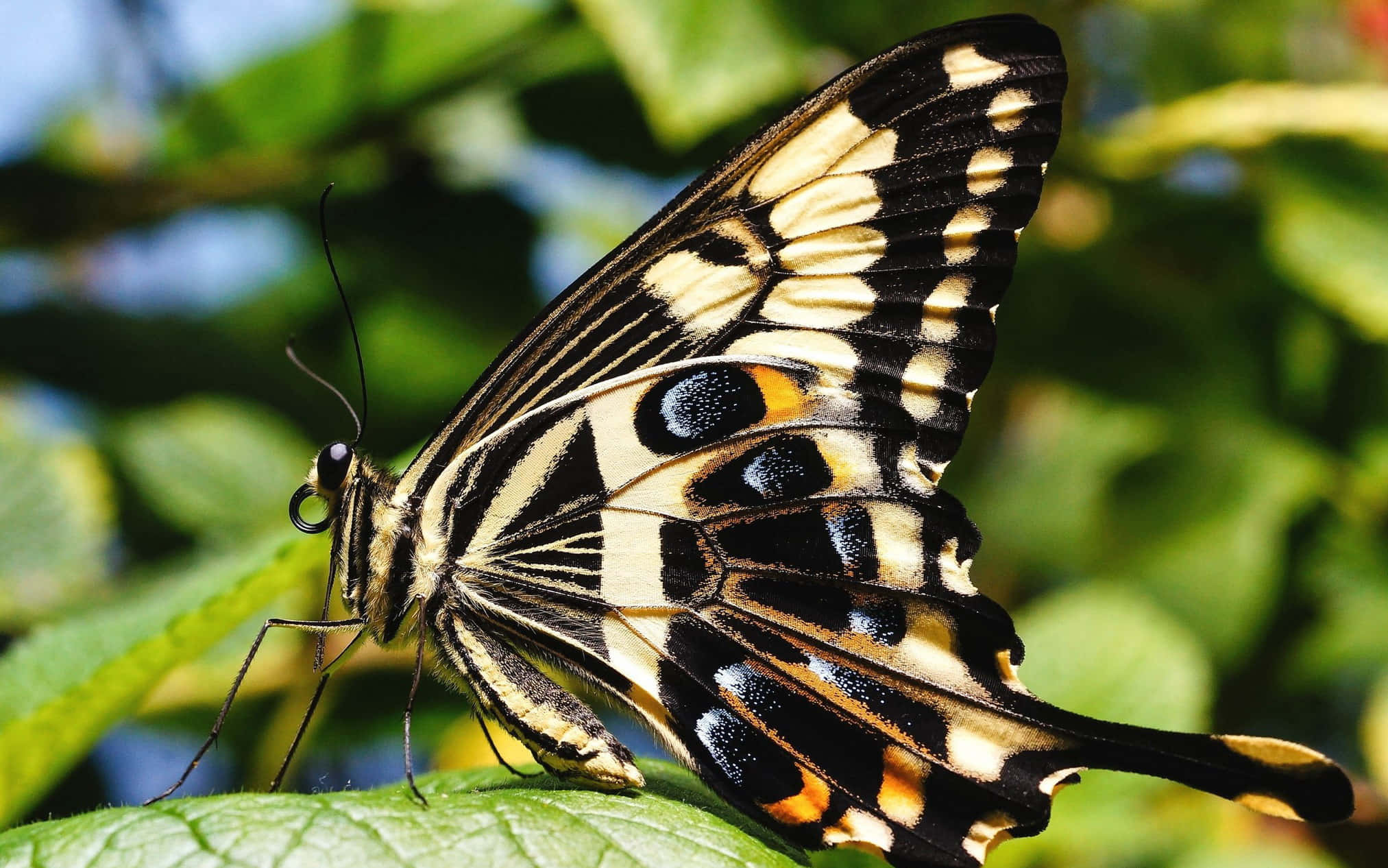 Butterfly Species 桌布 壁紙 — 一隻引人注目的黑色、黃色和橙色蝴蝶，在陽光照射的模糊樹葉背景下，優雅地棲息在一片鮮綠色的葉子上。