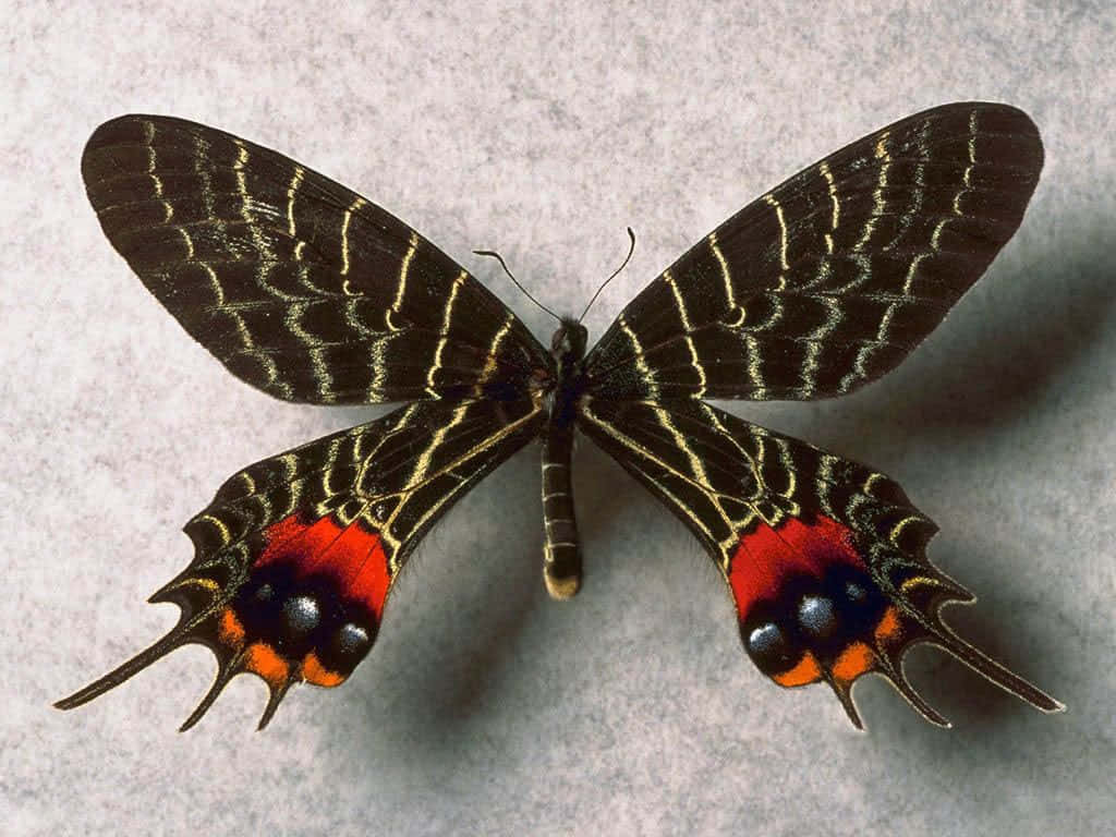 Butterfly Species 桌布 壁紙 — 一隻引人注目的黑色蝴蝶，帶有金色脈絡和紅橙色眼斑，停留在有紋理的灰色表面上。