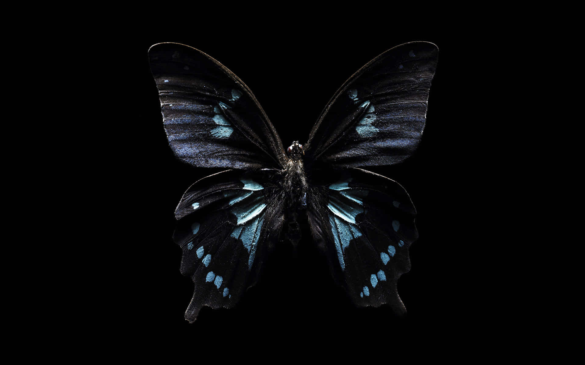 Butterfly Zoo 桌布 壁紙 — 一隻引人注目的黑色蝴蝶，翅膀上有虹彩藍色斑點，位於純黑色背景中央。