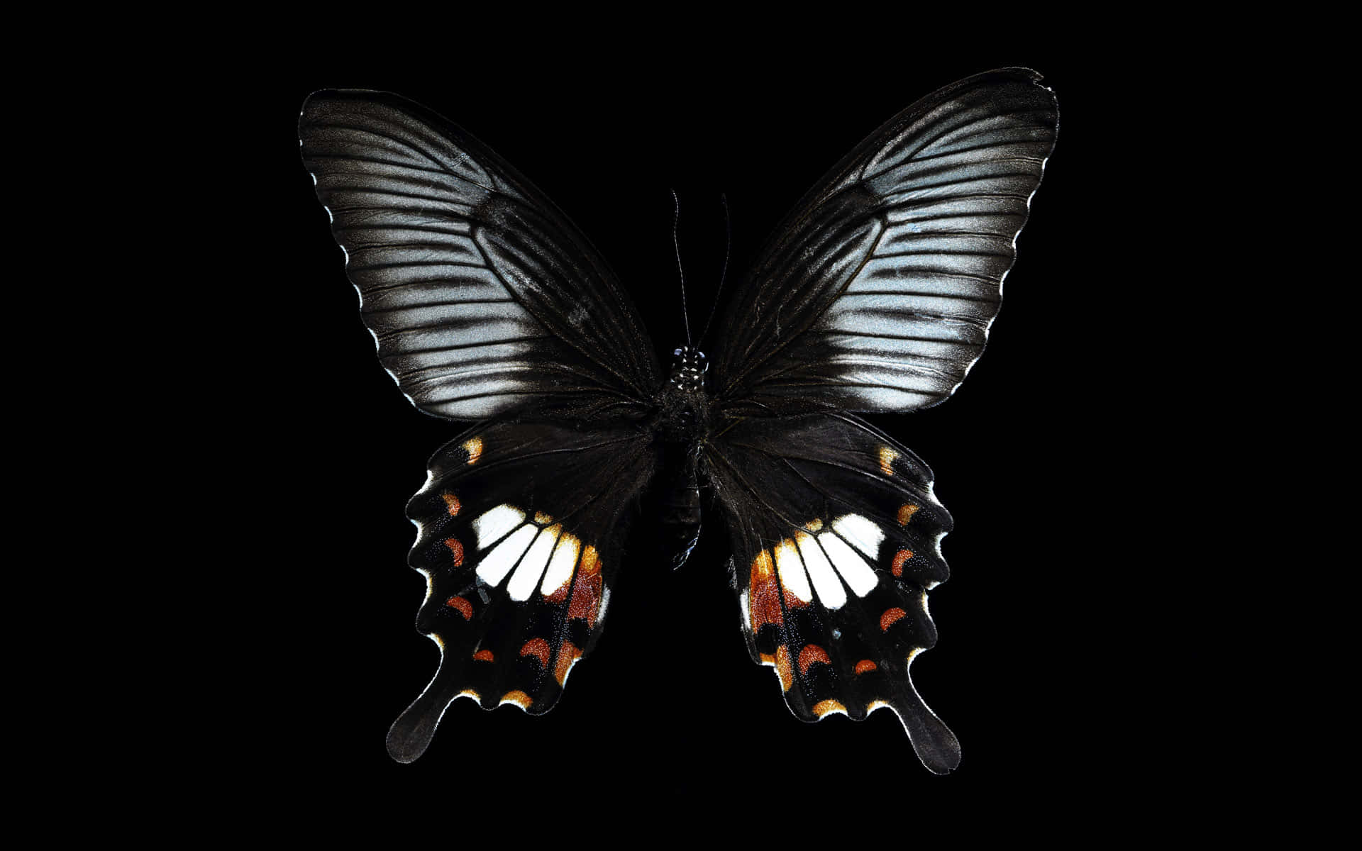 Butterfly Species 桌布 壁紙 — 一隻引人注目的黑色蝴蝶，翅膀上有白色和橙色斑紋，位於純黑色背景中央。