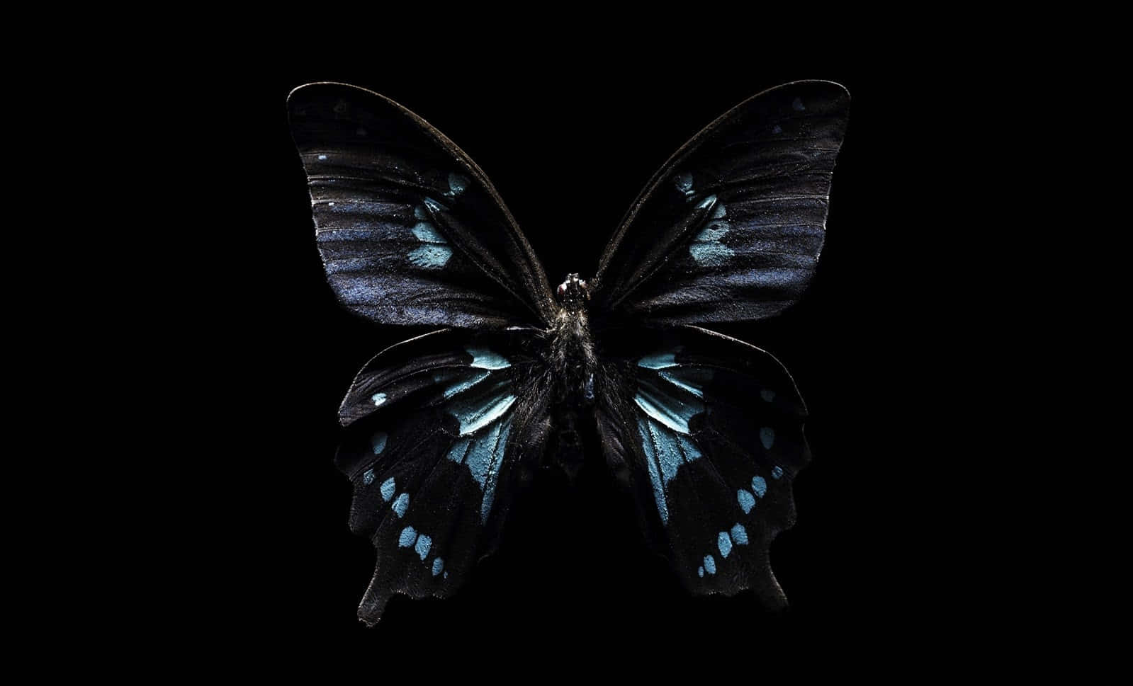 Dark Butterfly 桌布 壁紙 — 一隻引人注目的黑色蝴蝶帶有彩虹藍色斑紋，停靠在純黑色背景上。