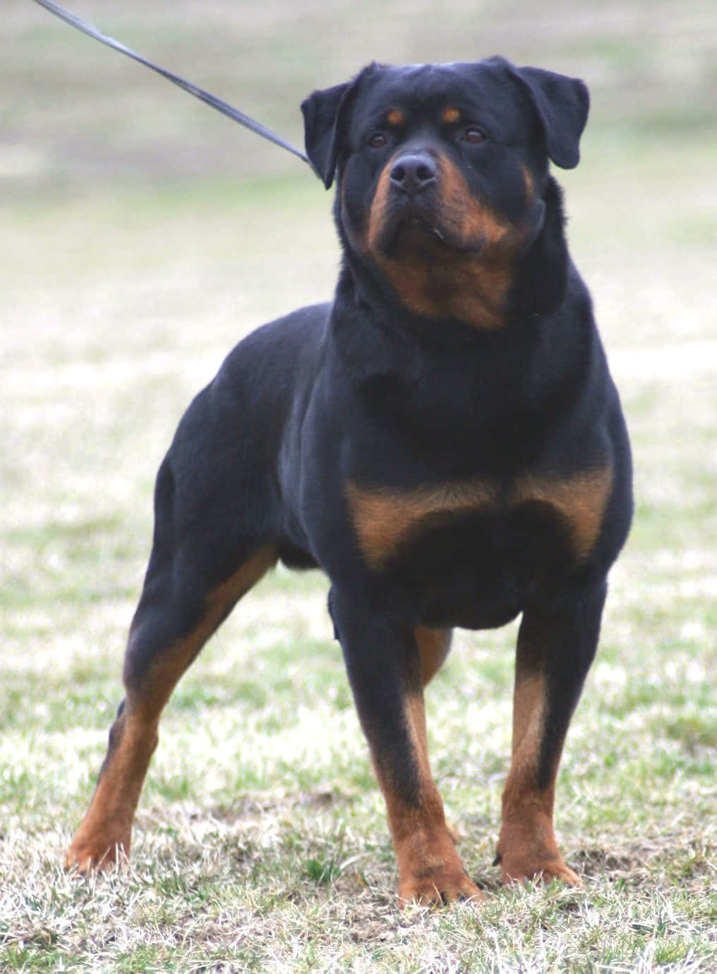 Rottweiler 桌布 壁紙 — 一隻強壯的羅威納犬警覺地站在乾草上，狗繩繫在項圈上。