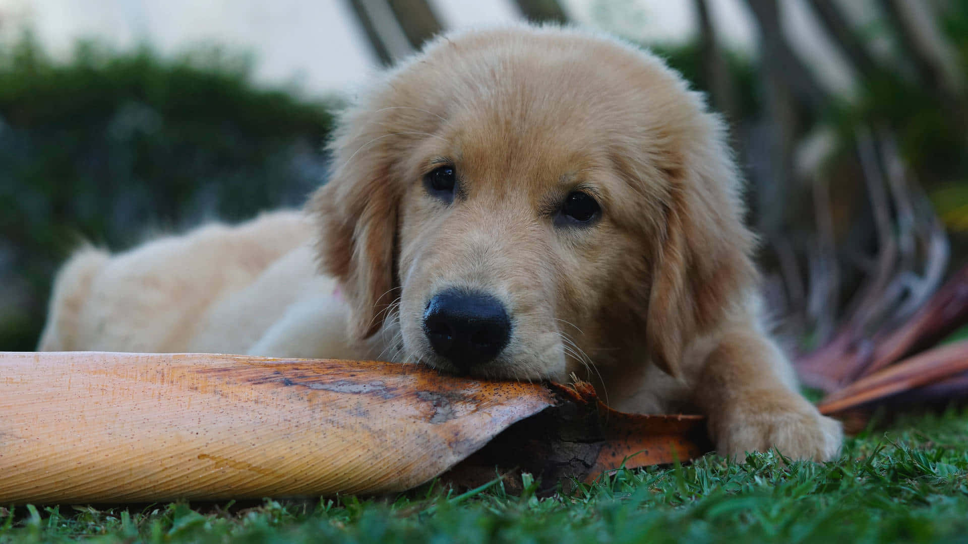 一隻微笑的金毛幼犬 壁紙 — 一隻毛茸茸的金毛尋回犬幼犬在綠色草地上休息，咀嚼一片大枯葉，背景有柔和模糊的樹葉。
