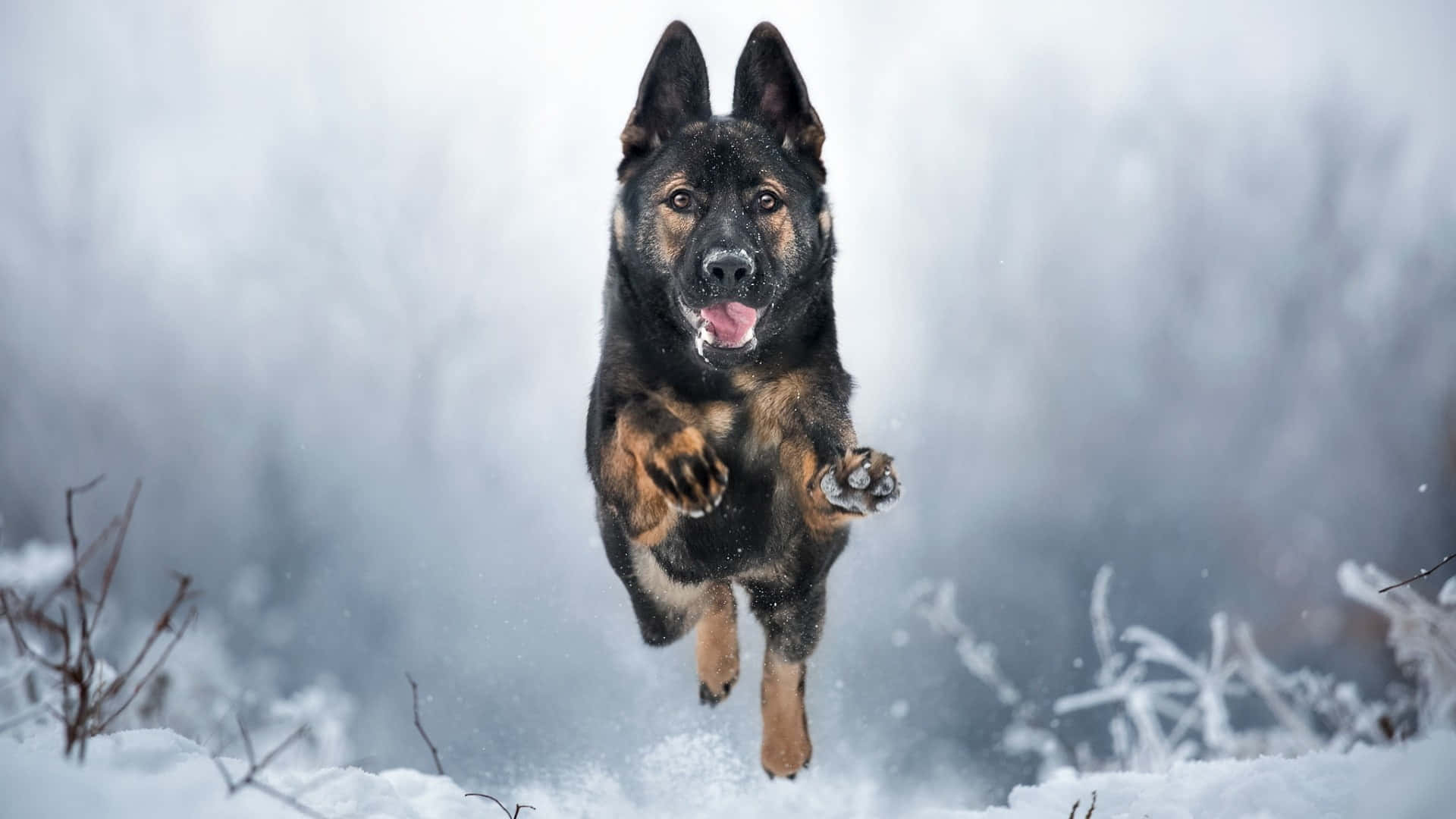 一隻德國牧羊犬在雪中奔跑 壁紙