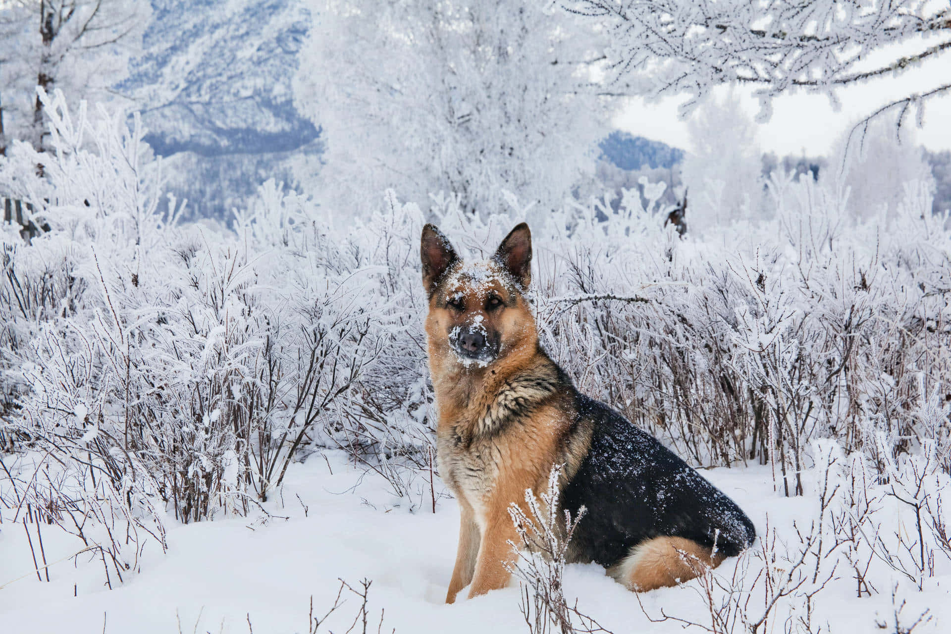一隻德國牧羊犬坐在雪地上 壁紙
