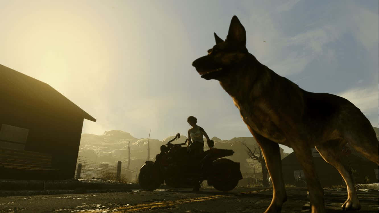Fallout 4 Dogmeat 桌布 壁紙 — 一隻德國牧羊犬警覺地站在前景，而一個人騎著電單車在金色夕陽下經過穀倉。