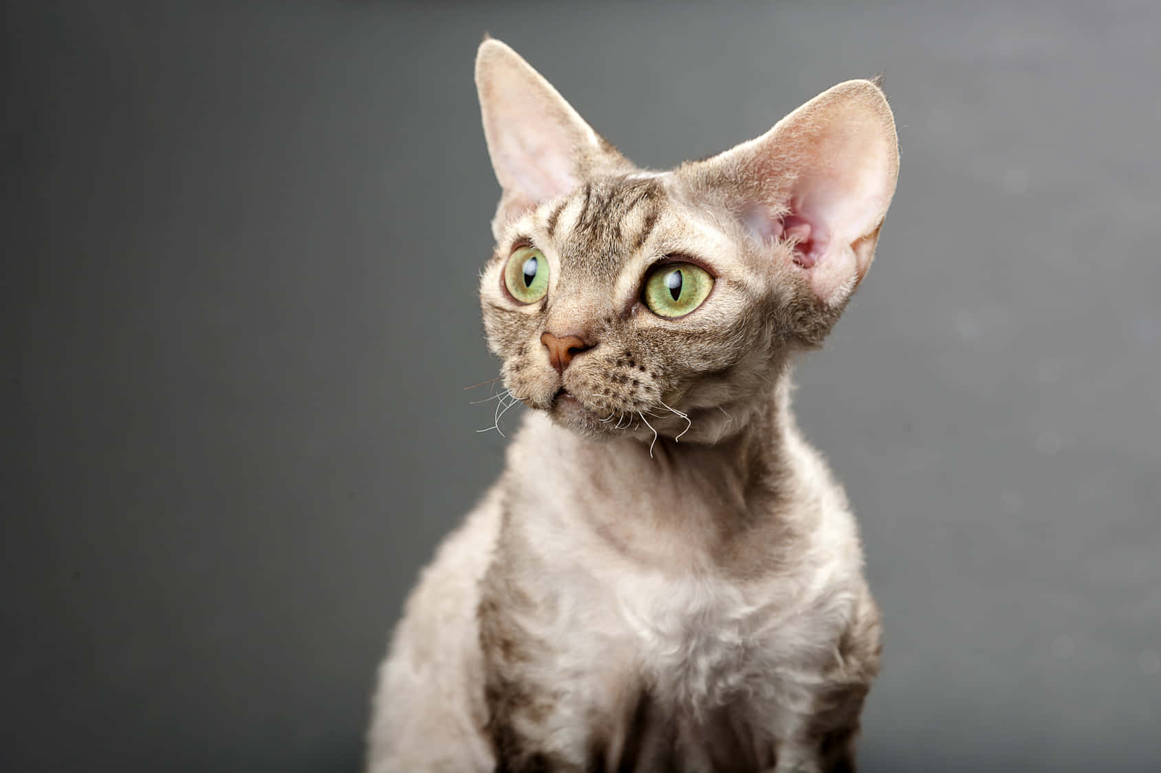 Devon Rex 桌布 壁紙 — 一隻德文帝王貓嘅特寫，有大耳朵同綠色眼睛，背景係灰色。