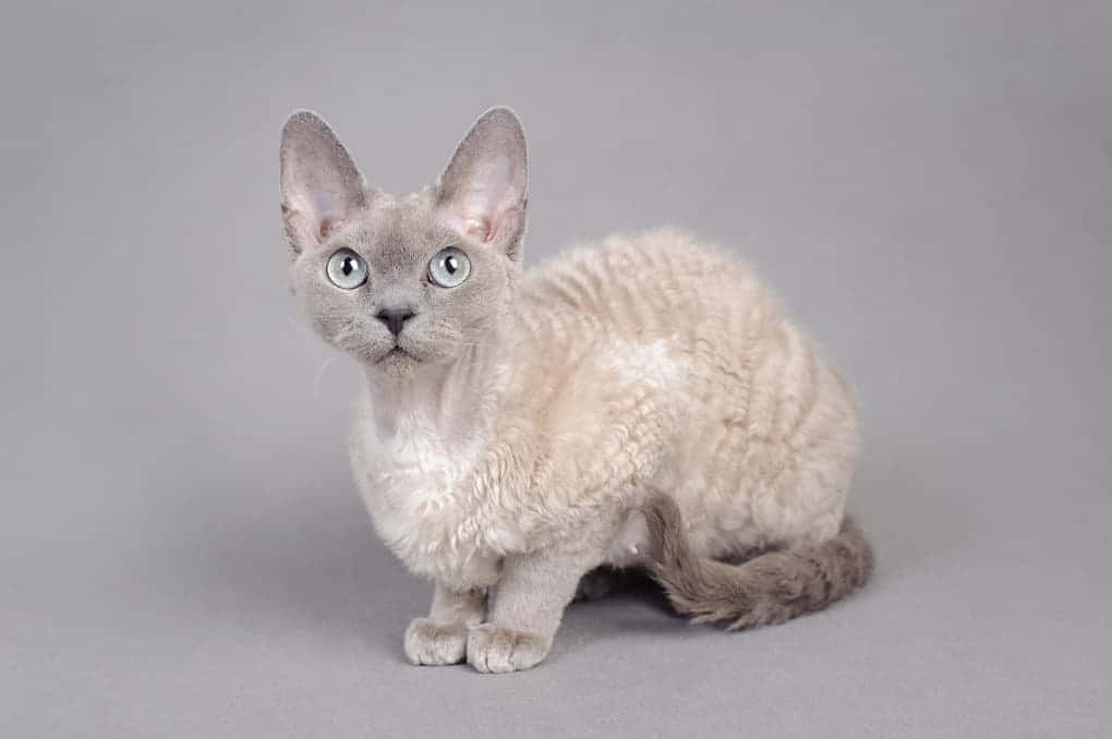 Devon Rex 桌布 壁紙 — 一隻德文雷克斯貓，有大耳朵和捲曲的淺灰色毛髮，警覺地坐在純灰色背景上。
