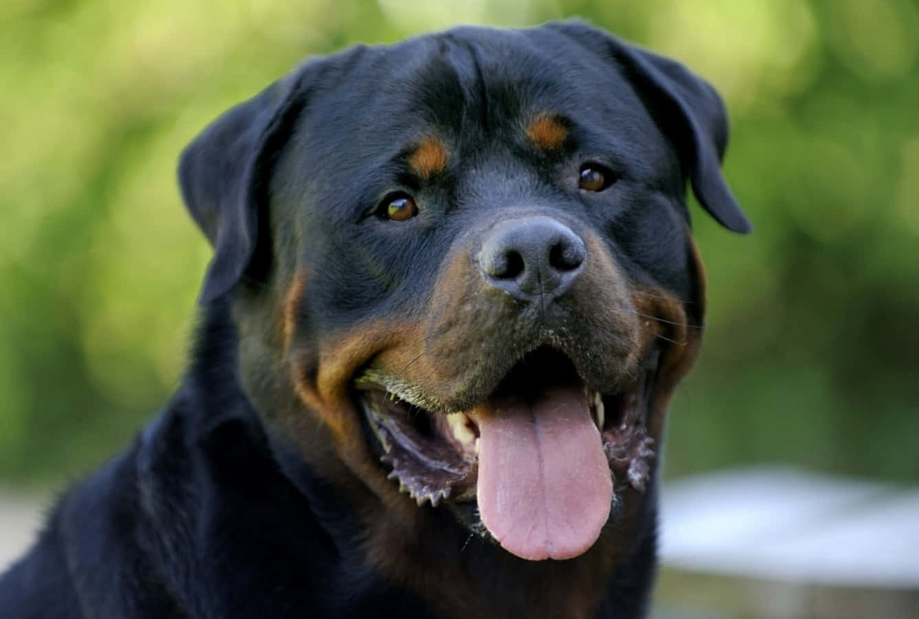 Rottweiler 桌布 壁紙 — 一隻快樂嘅洛威拿近鏡，黑褐色毛髮，伸脷喘氣，背景係模糊嘅綠色。