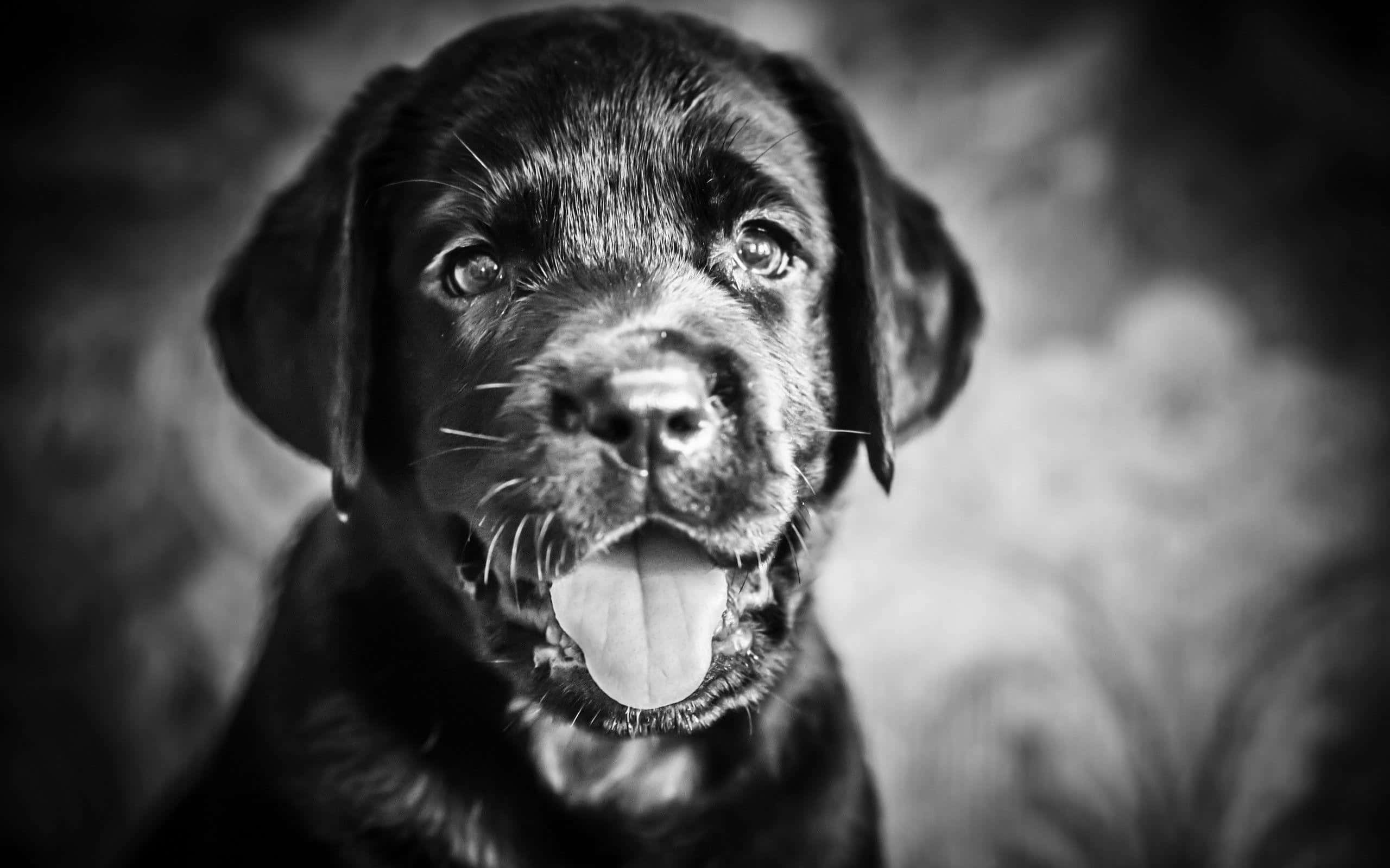 Black And White Animal 桌布 壁紙 — 一隻快樂小狗伸出舌頭直視鏡頭的黑白特寫。