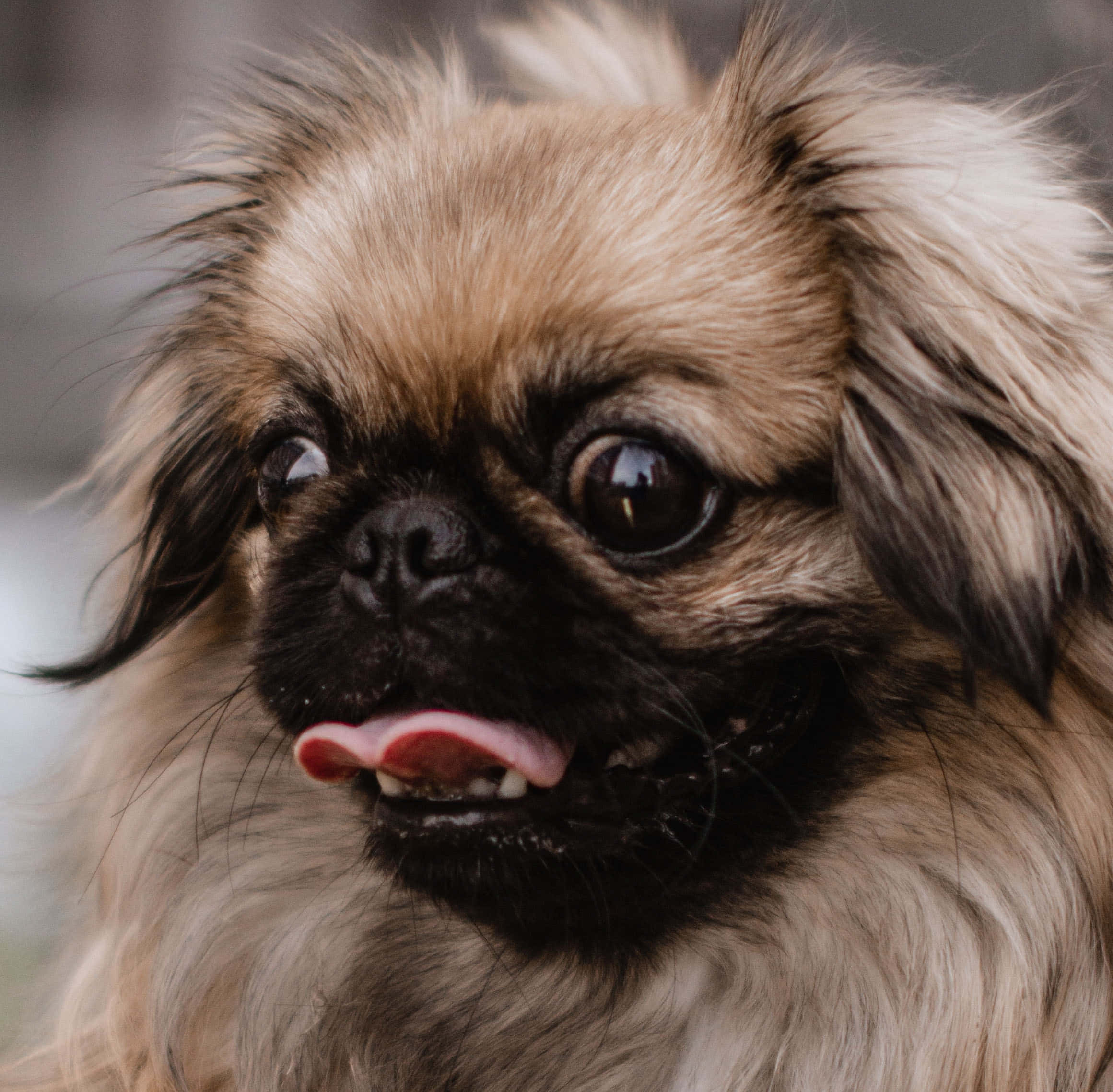 一隻快樂的北京犬幼犬享受金色時光 壁紙 — 一隻毛茸茸嘅北京狗近鏡，有表情豐富嘅深色眼睛同伸出嚟嘅粉紅色脷。