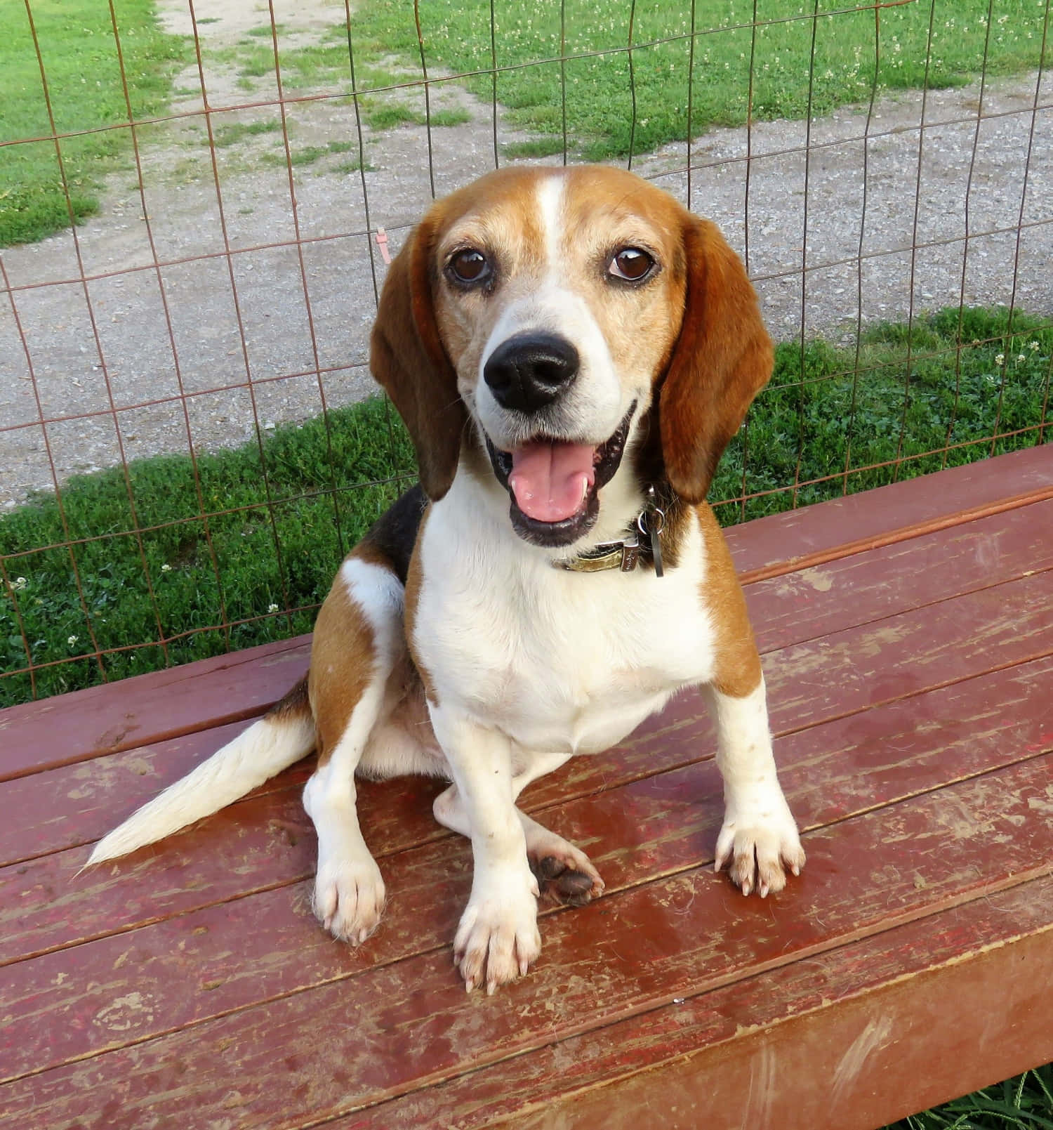 Beagle 桌布 壁紙 — 一隻快樂的垂耳比高犬坐在一張風化的紅色木長椅上，伸出舌頭，身後是生鏽的鐵絲網。
