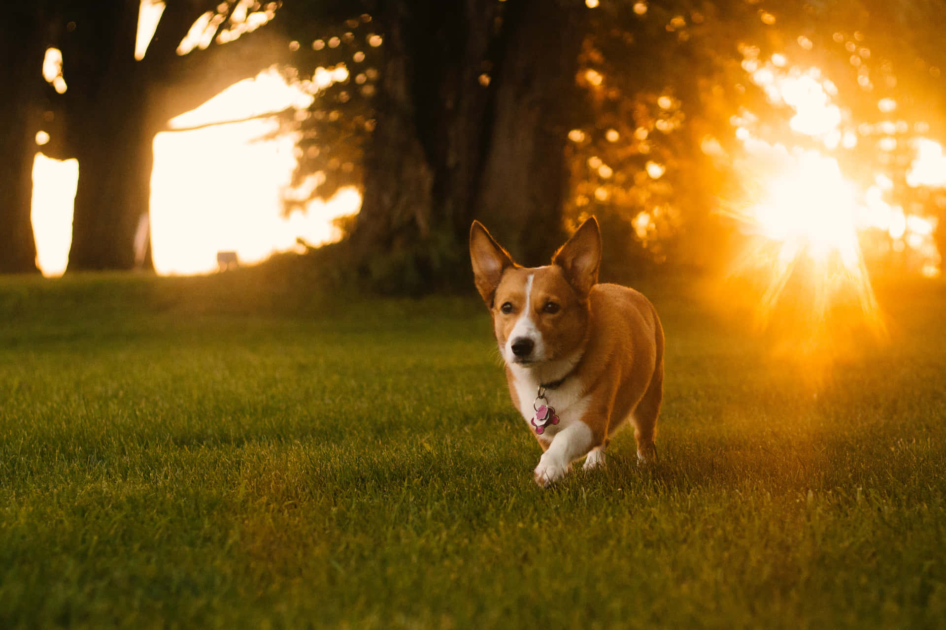 金色夕陽下，背景有樹木，一隻哥基犬在草地上奔跑。