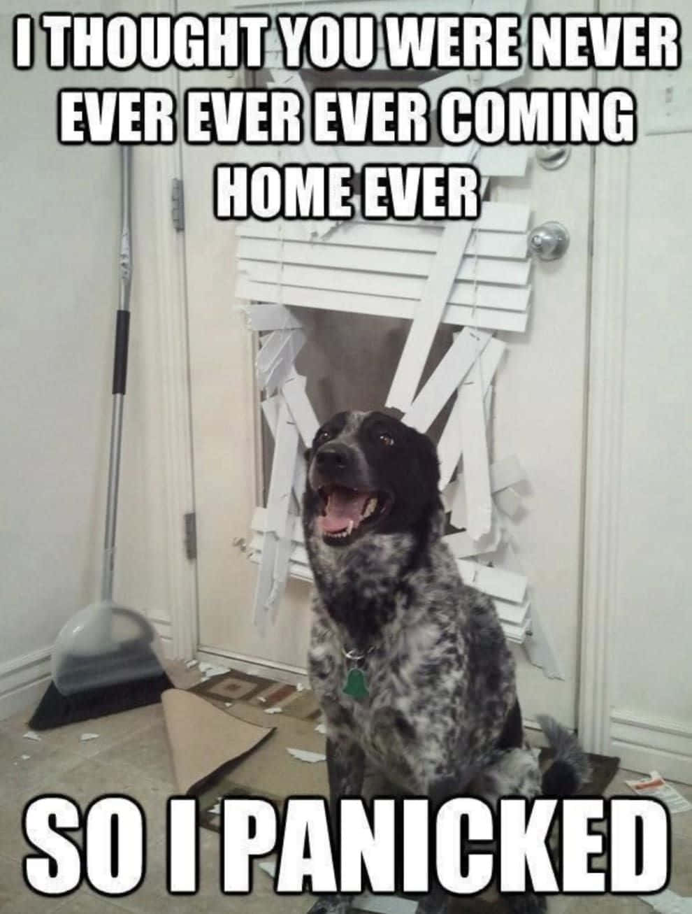 Pet Memes 桌布 壁紙 — 一隻快樂的斑點狗自豪地坐在一扇破爛百葉窗的門前，周圍是碎片和文字。