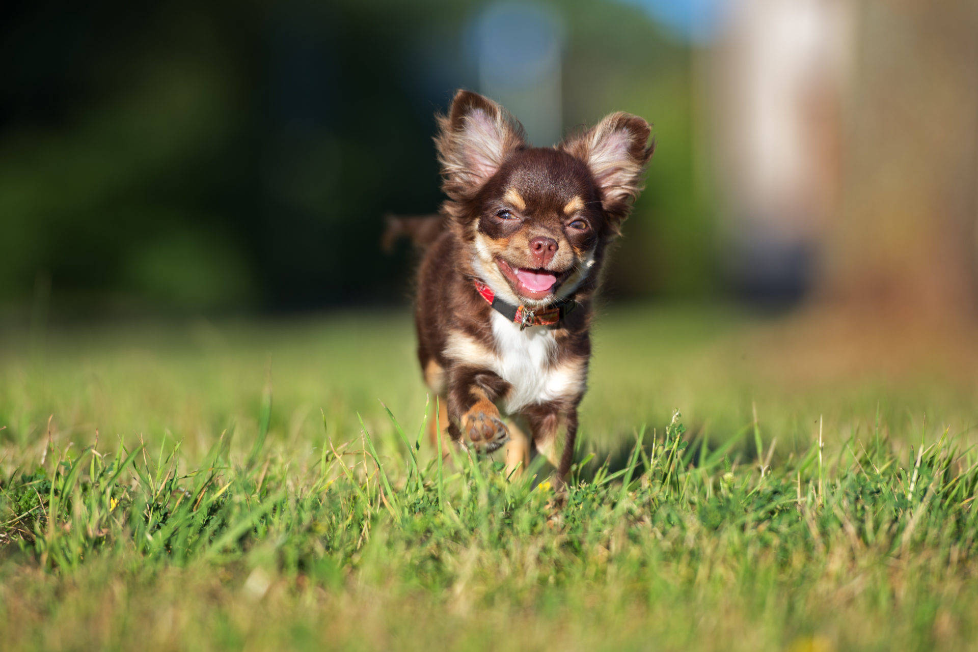 Chihuahua 桌布 壁紙 — 一隻快樂的棕白色芝娃娃幼犬在陽光下穿過充滿活力的綠草，耳朵隨風飄動。