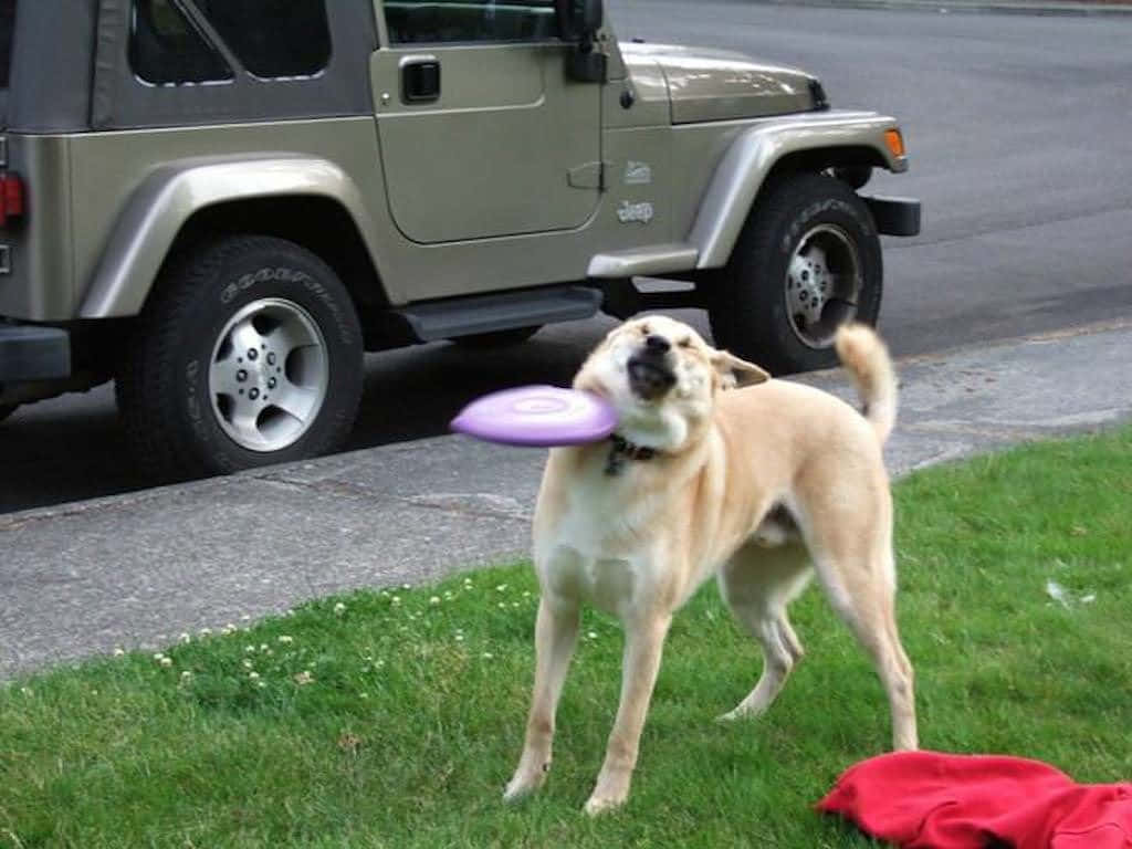 Cute Animal Memes 桌布 壁紙 — 一隻快樂的淺棕色狗在停放的橄欖綠Jeep旁邊的草地上，嘴裡驕傲地叼著一個紫色飛盤。