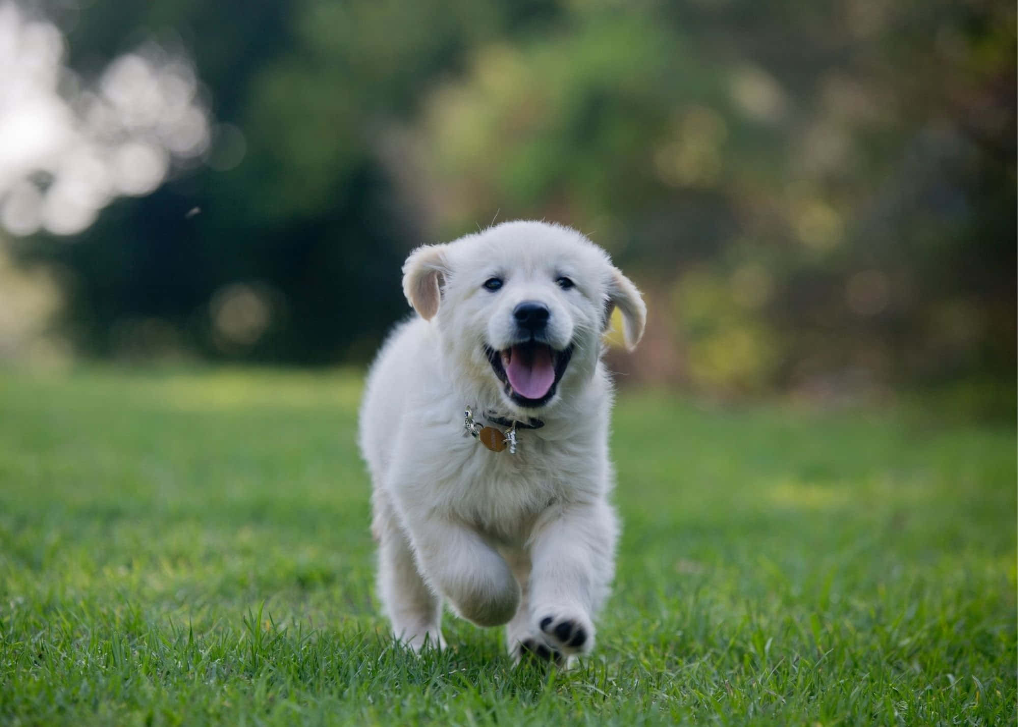 Puppy Dog 桌布 壁紙 — 一隻快樂的白色小狗在柔和的自然光下，張開嘴巴在充滿活力的綠色草坪上向鏡頭跑來。