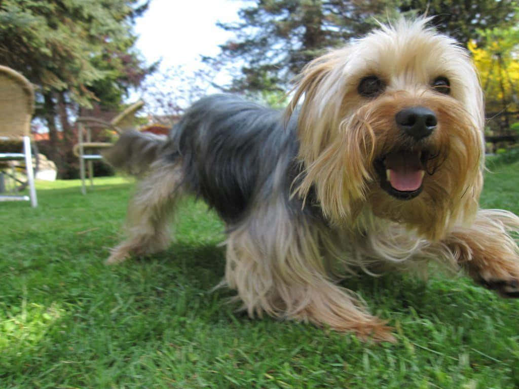 yorkie 桌布 壁紙 — 一隻快樂的約克夏㹴，擁有蓬鬆的棕褐色和灰色毛髮，在陽光明媚的綠色草坪上快樂地奔跑。