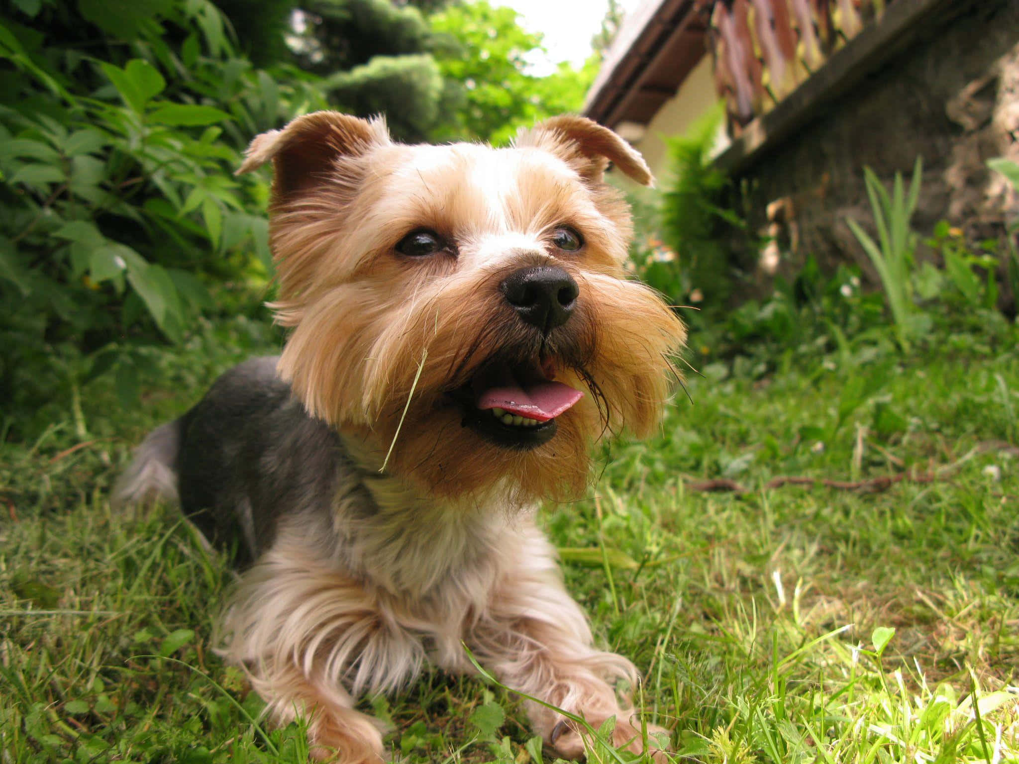 yorkie 桌布 壁紙 — 一隻快樂的約克夏㹴，擁有蓬鬆的棕褐色和灰色毛髮，在明亮的日光下，躺在鮮綠的草地上，開心地喘著氣。