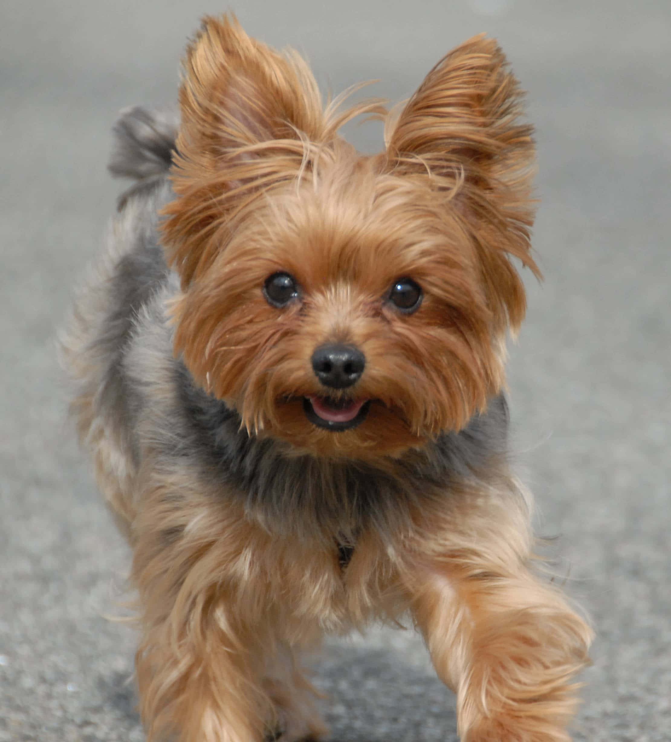 yorkie 桌布 壁紙 — 一隻快樂的約克夏㹴幼犬，擁有蓬鬆的棕灰色毛髮，帶著明亮的眼睛和開心的表情向鏡頭跑來。