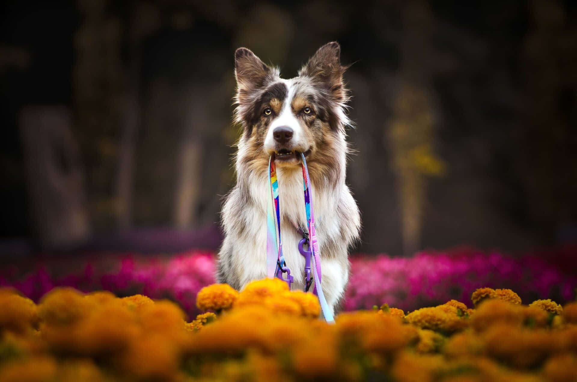 一隻快樂的邊境牧羊犬置身自然之中 壁紙 — 一隻毛茸茸的梅爾狗，嘴裡叼著彩虹牽繩，在鮮豔的橙色和粉紅色花朵中警覺地站立。