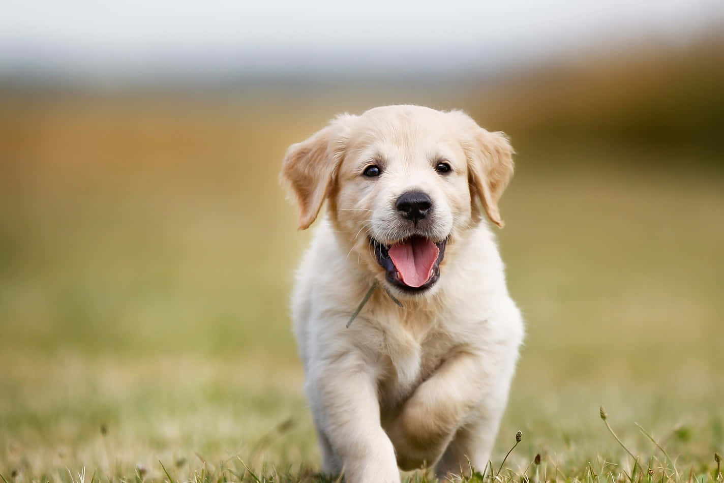 Puppy Dog 桌布 壁紙 — 一隻快樂的金毛尋回犬幼犬在草地上張開嘴跑向鏡頭。