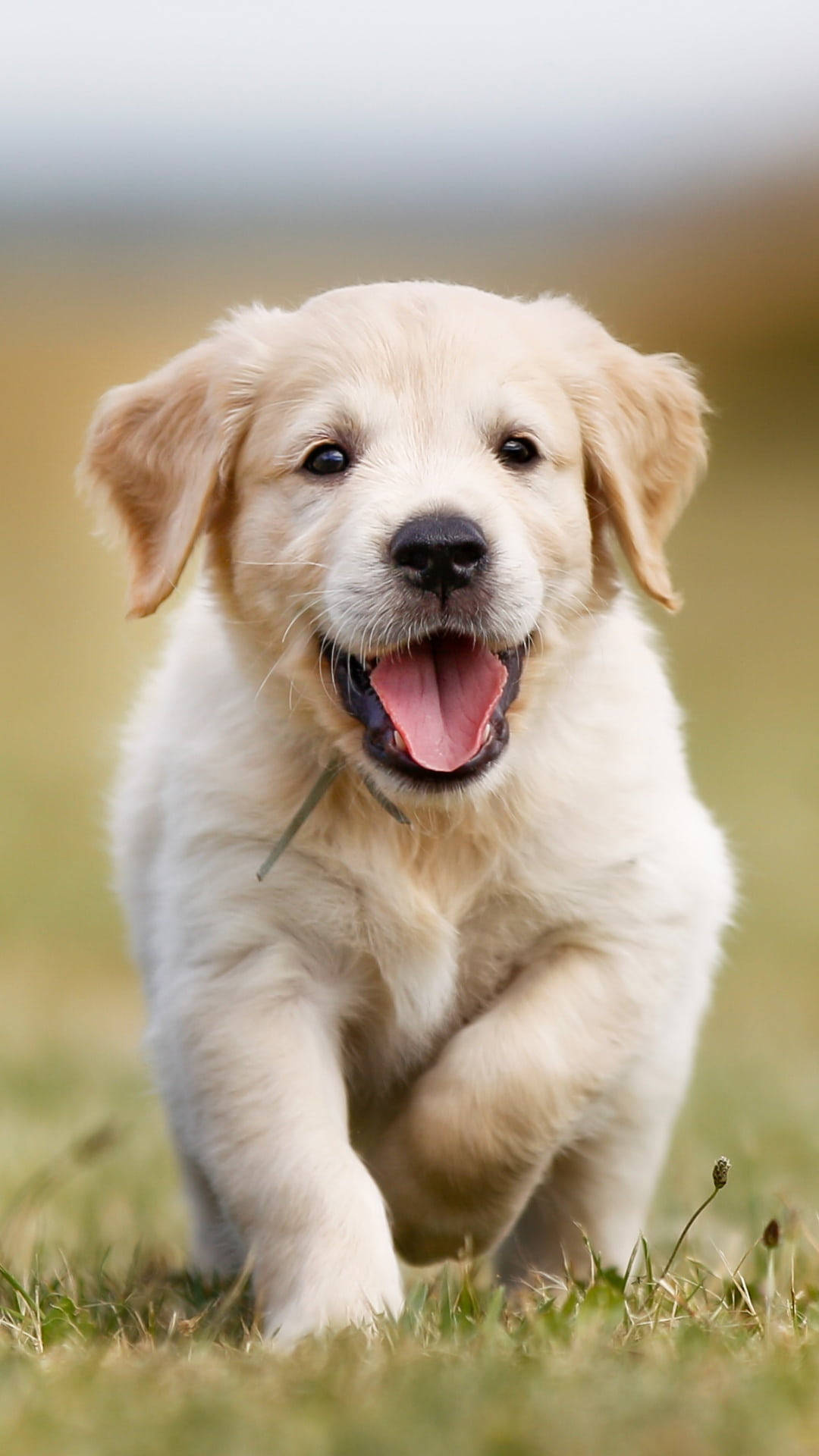 Golden Retriever 桌布 壁紙 — 一隻快樂的金毛尋回犬幼犬在草地上張開嘴巴、眼睛明亮地跑向鏡頭。
