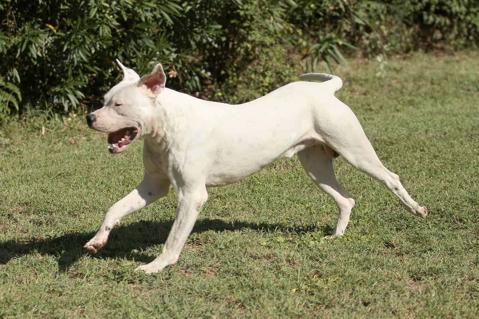 一隻快樂的阿根廷杜高犬幼犬在戶外嬉戲 壁紙 — 一隻白色尖耳狗在陽光明媚的草地上快樂奔跑，背景有綠色灌木叢。