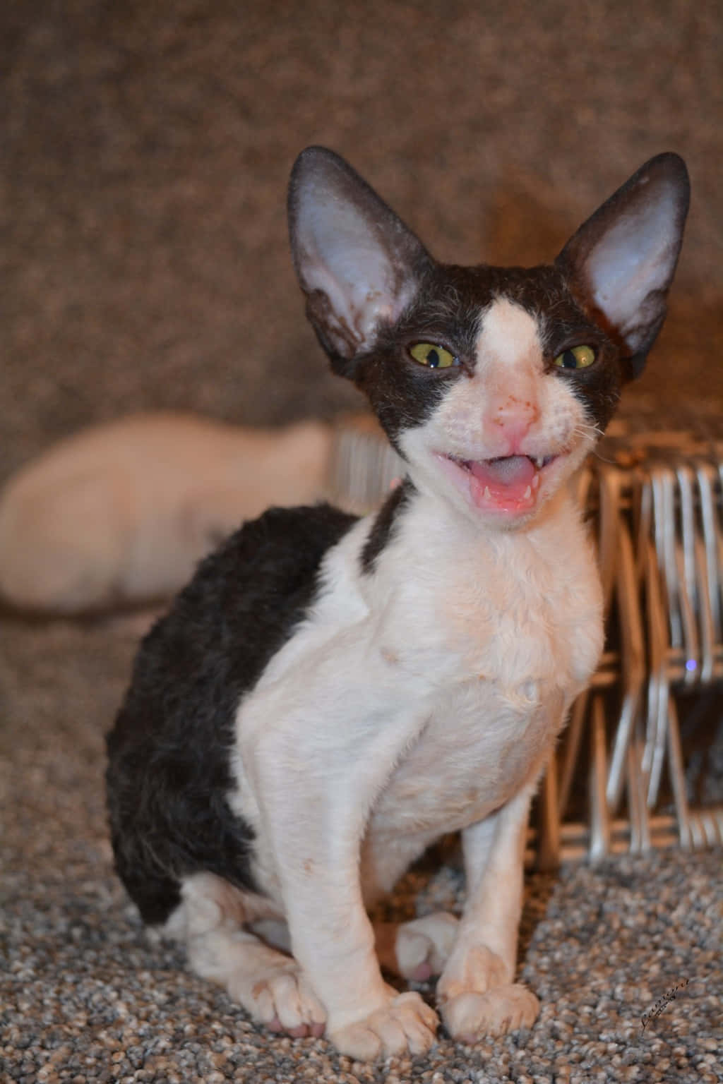 Cornish Rex 桌布 壁紙 — 一隻快樂的黑白斯芬克斯貓，有大耳朵和明亮的綠色眼睛，坐在地毯上，張開嘴露出頑皮的笑容。
