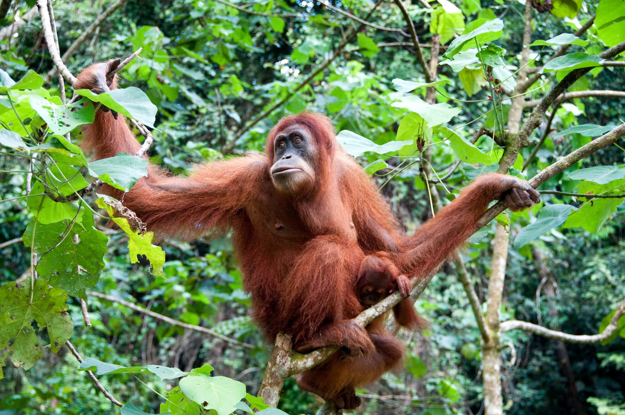Orangutan 桌布 壁紙 — 一隻成年猩猩帶著寶寶，在茂密的叢林樹葉中緊抓樹枝。