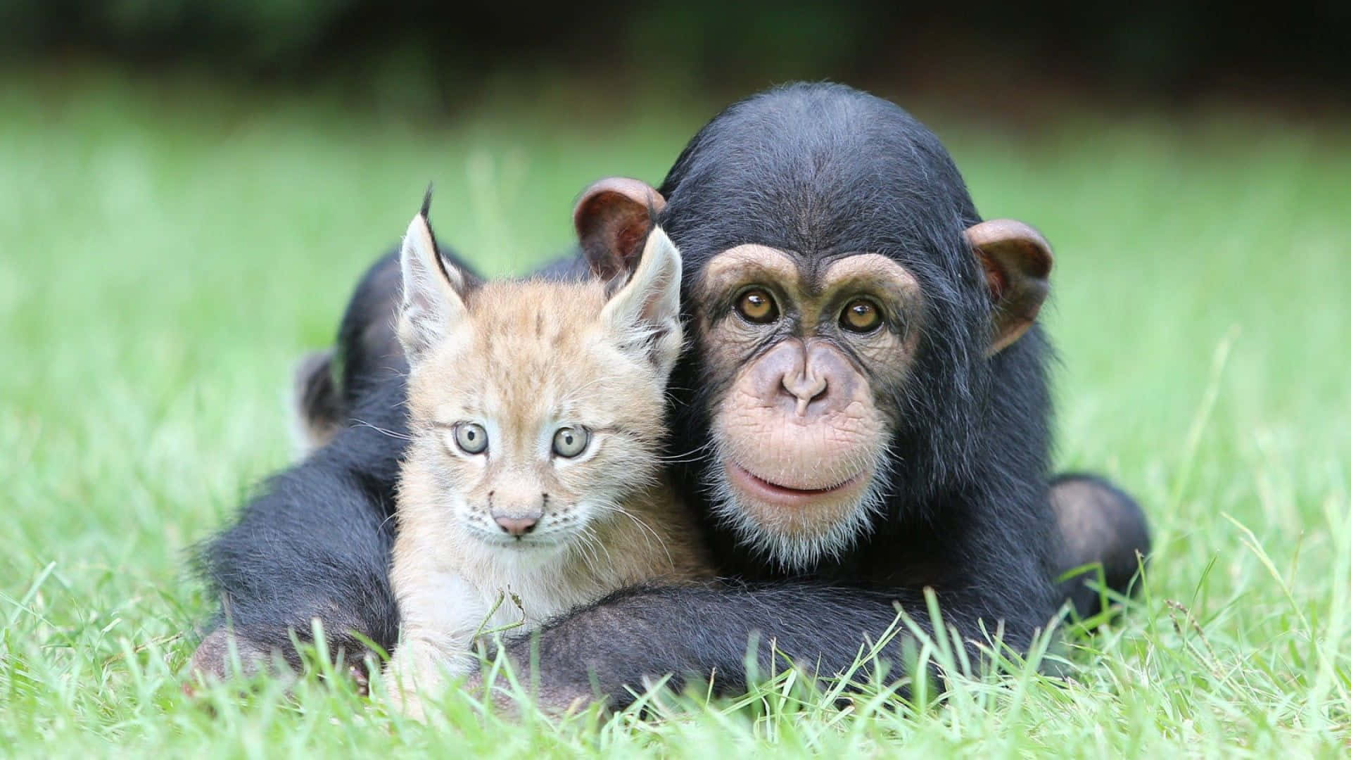 一隻成年黑猩猩凝視遠方 壁紙 — 一隻黑猩猩和一隻猞猁幼貓在寧靜的自然環境中一起在鮮綠的草地上休息。