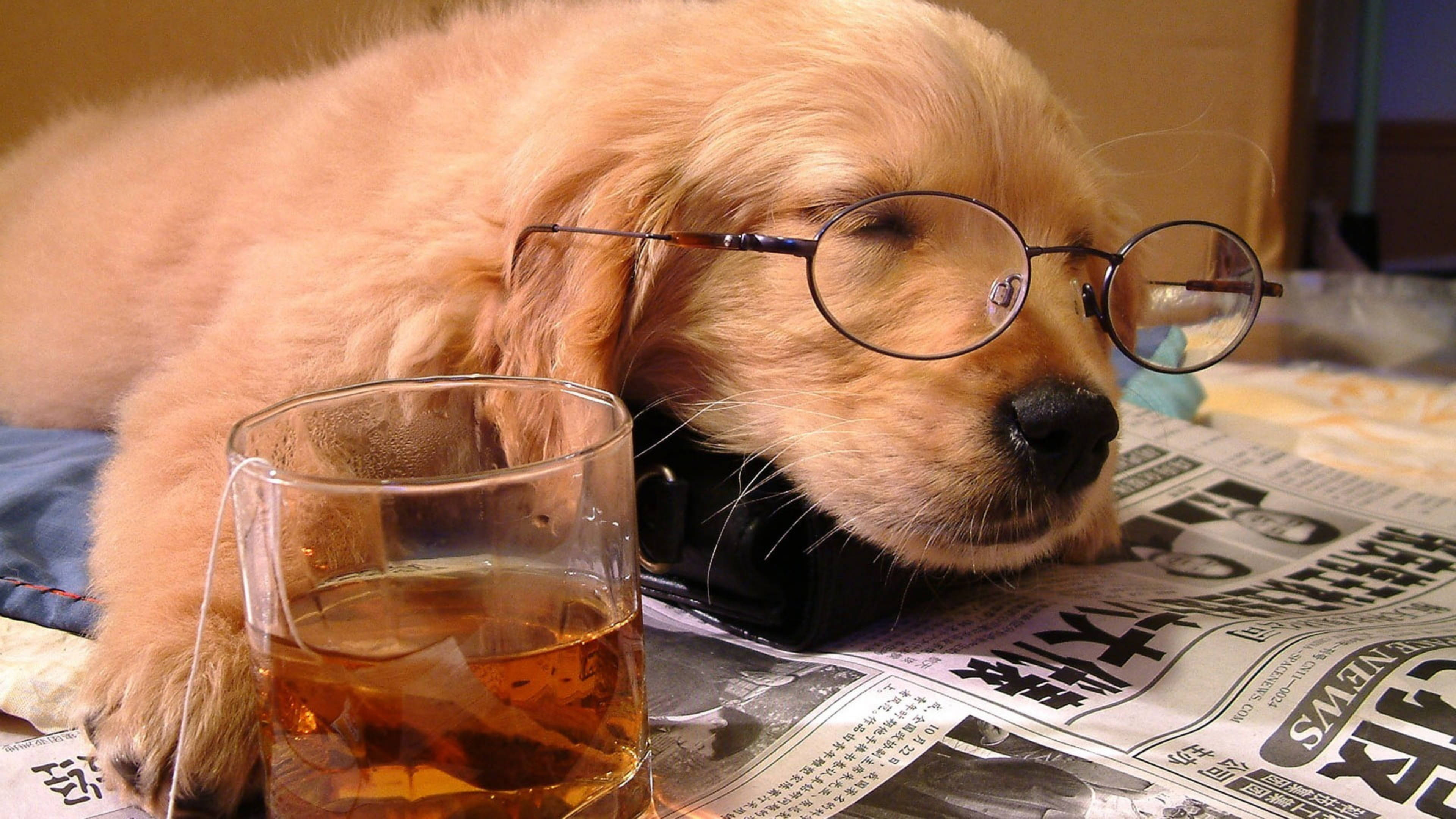 Newspaper 桌布 壁紙 — 一隻戴著圓框眼鏡的睏倦金毛尋回犬幼犬，將頭靠在報紙上，旁邊放著一杯琥珀色液體。