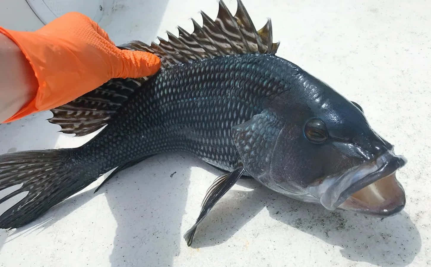 Black Sea Bass 桌布 壁紙 — 一隻戴著橙色手套的手在明亮的陽光下，在白色船甲板上抓著一條有刺鰭的大型深色魚。