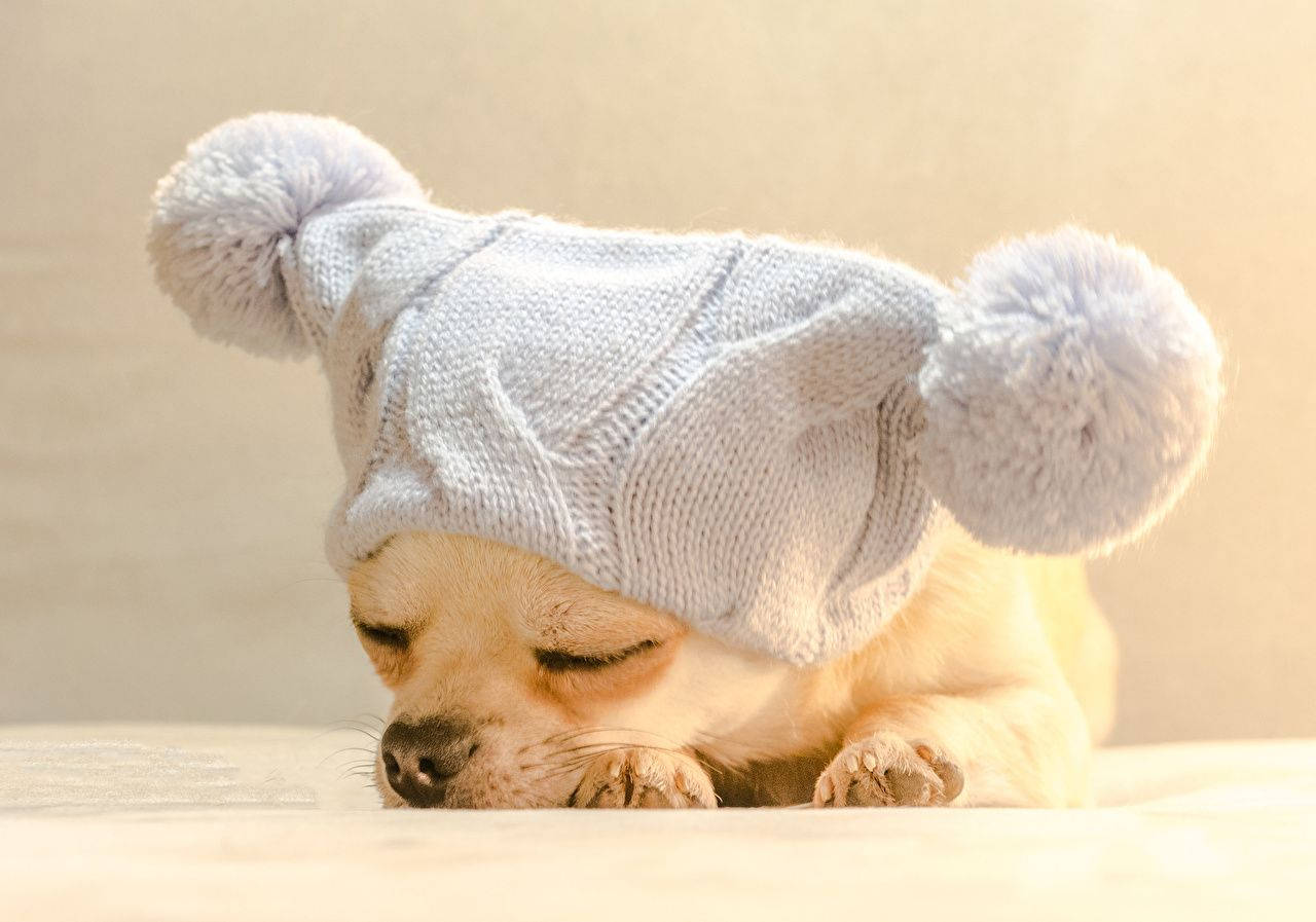 Chihuahua Dog 桌布 壁紙 — 一隻戴著淺灰色針織帽、帶有毛絨絨球嘅瞌睡芝娃娃小狗，喺柔軟嘅表面上平靜咁休息緊。