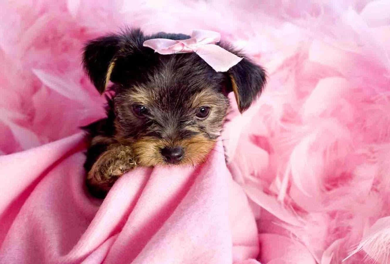 yorkie 桌布 壁紙 — 一隻戴著粉紅色蝴蝶結的小約克夏㹴幼犬，可愛地躺在 fluffy 的粉紅色毯子上。