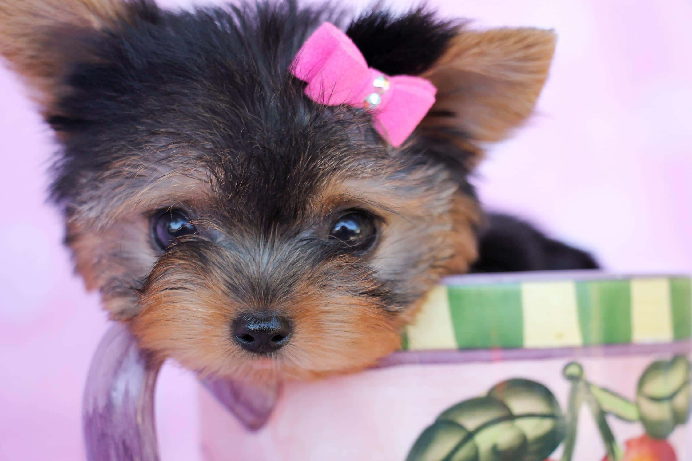yorkie 桌布 壁紙 — 一隻戴著粉紅色蝴蝶結的小約克夏梗幼犬，好奇地從彩色陶瓷杯的邊緣探出頭來。