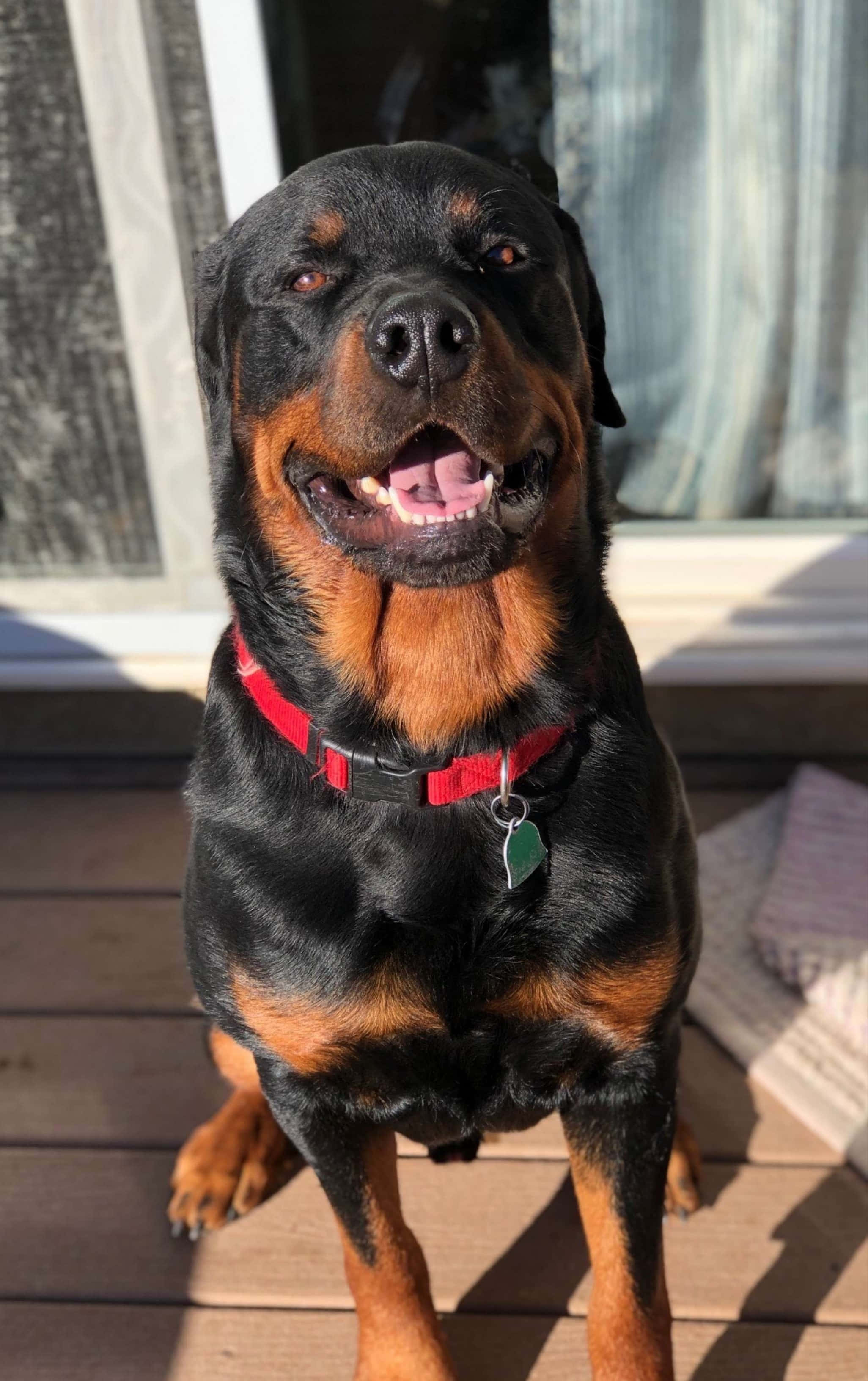 Rottweiler 桌布 壁紙 — 一隻戴著紅色項圈的快樂羅威納犬坐在木質甲板上享受明媚陽光。