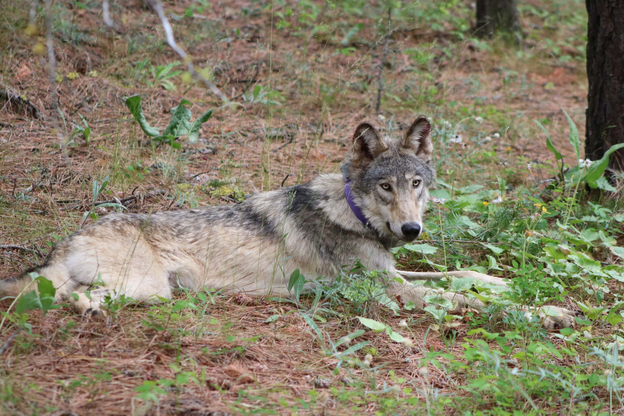 Wolf In Forest 桌布 壁紙 — 一隻戴著紫色項圈的灰狼在陽光普照的森林空地中警覺地休息，空地上點綴著綠色植物和松針。