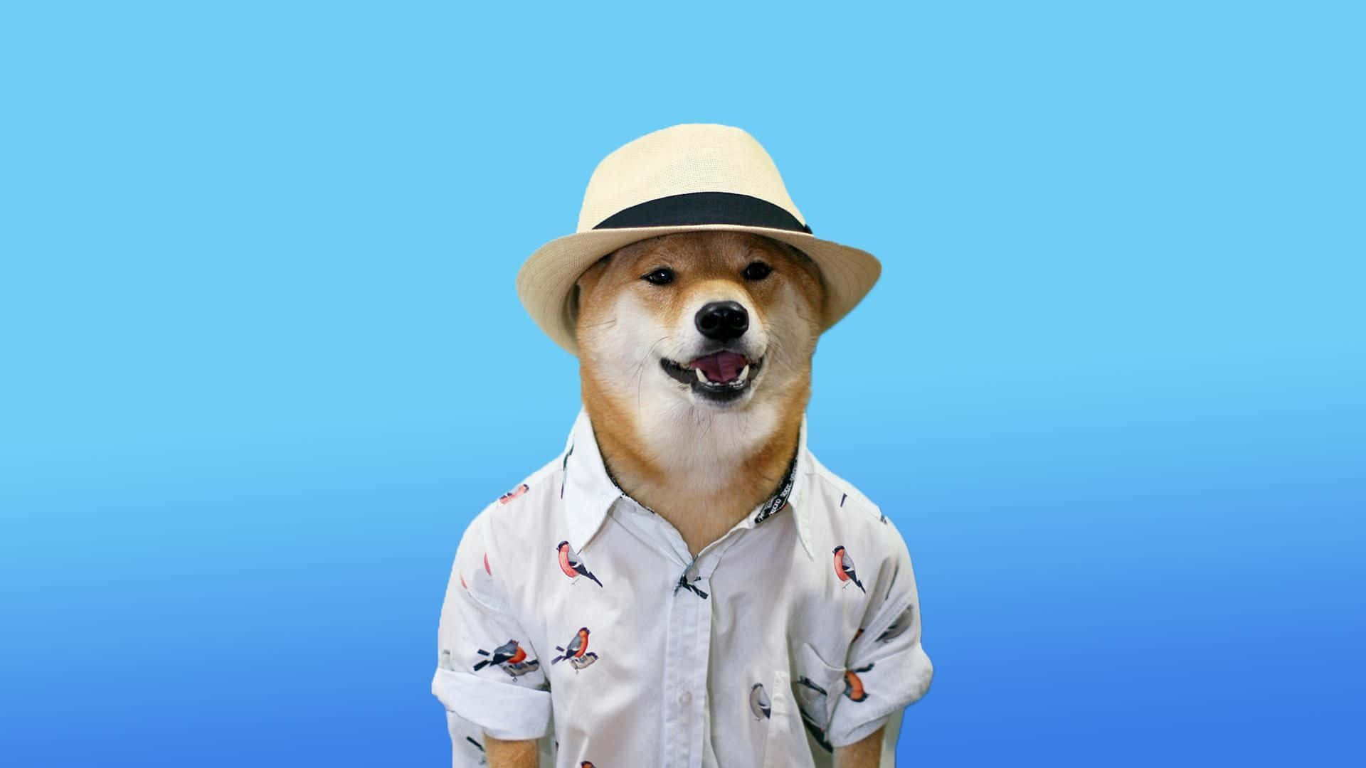 Dog Memes 桌布 壁紙 — 一隻戴著草帽和鳥圖案襯衫的開心柴犬，背景是漸變藍色。