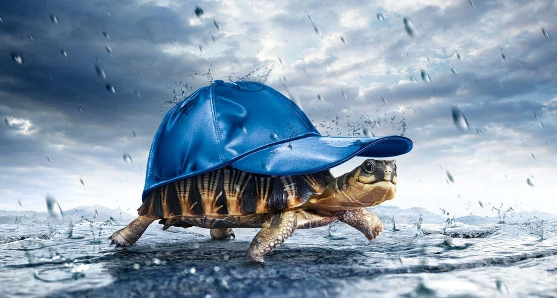 tortoise 桌布 壁紙 — 一隻戴著藍色棒球帽的海龜在暴風雨的天空下濺起雨水前行。