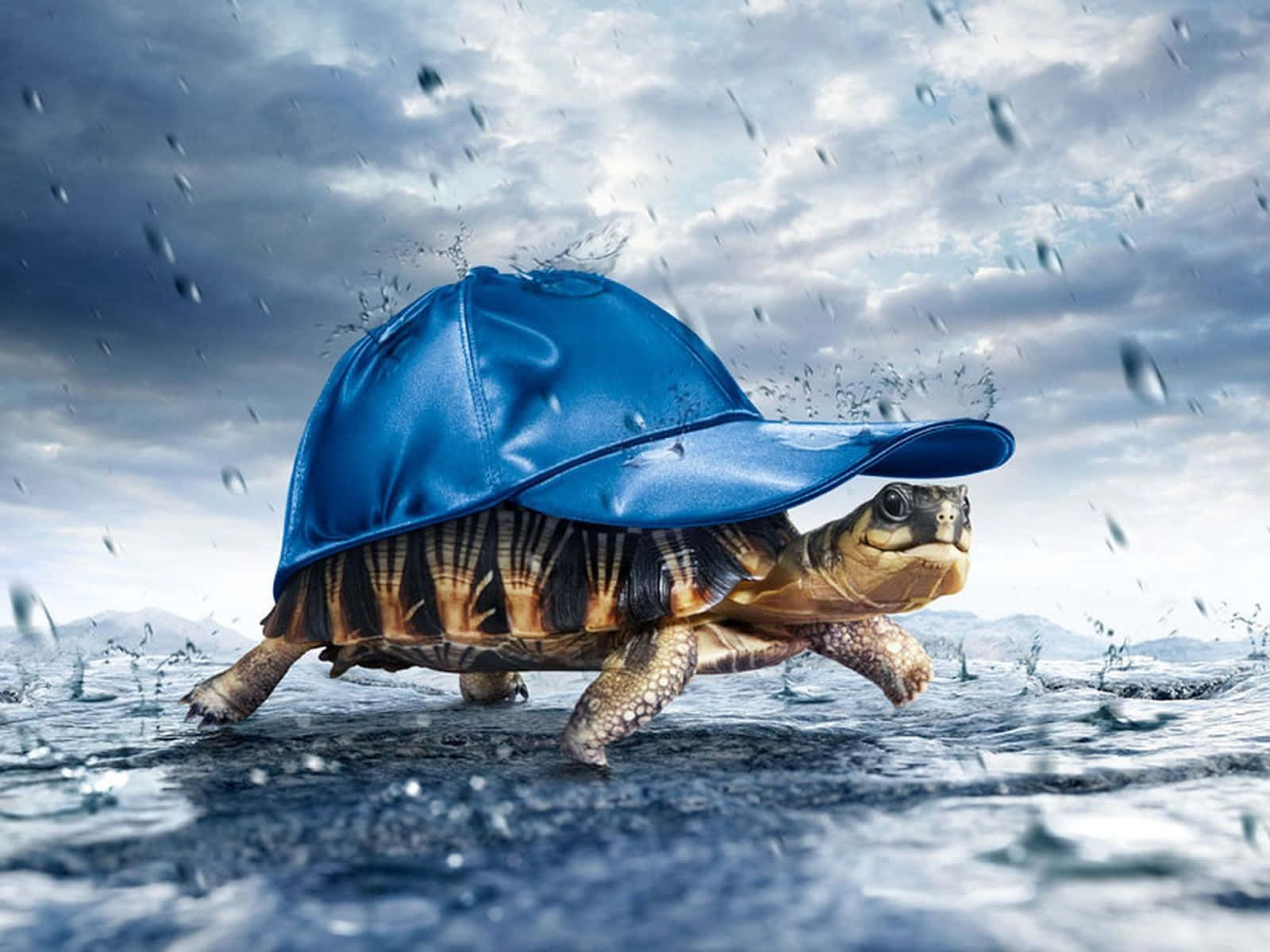 海龜 桌布 壁紙 — 一隻戴著藍色棒球帽的海龜在暴風雨的天空下濺起雨水。