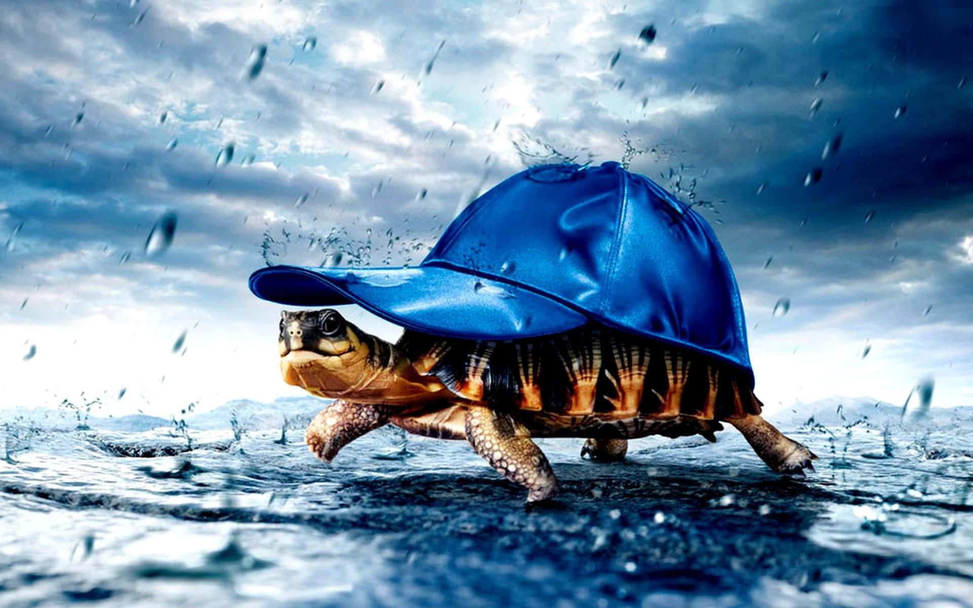 Turtle 桌布 壁紙 — 一隻戴著藍色棒球帽的烏龜在暴風雨的天空下穿過飛濺的水奔跑。