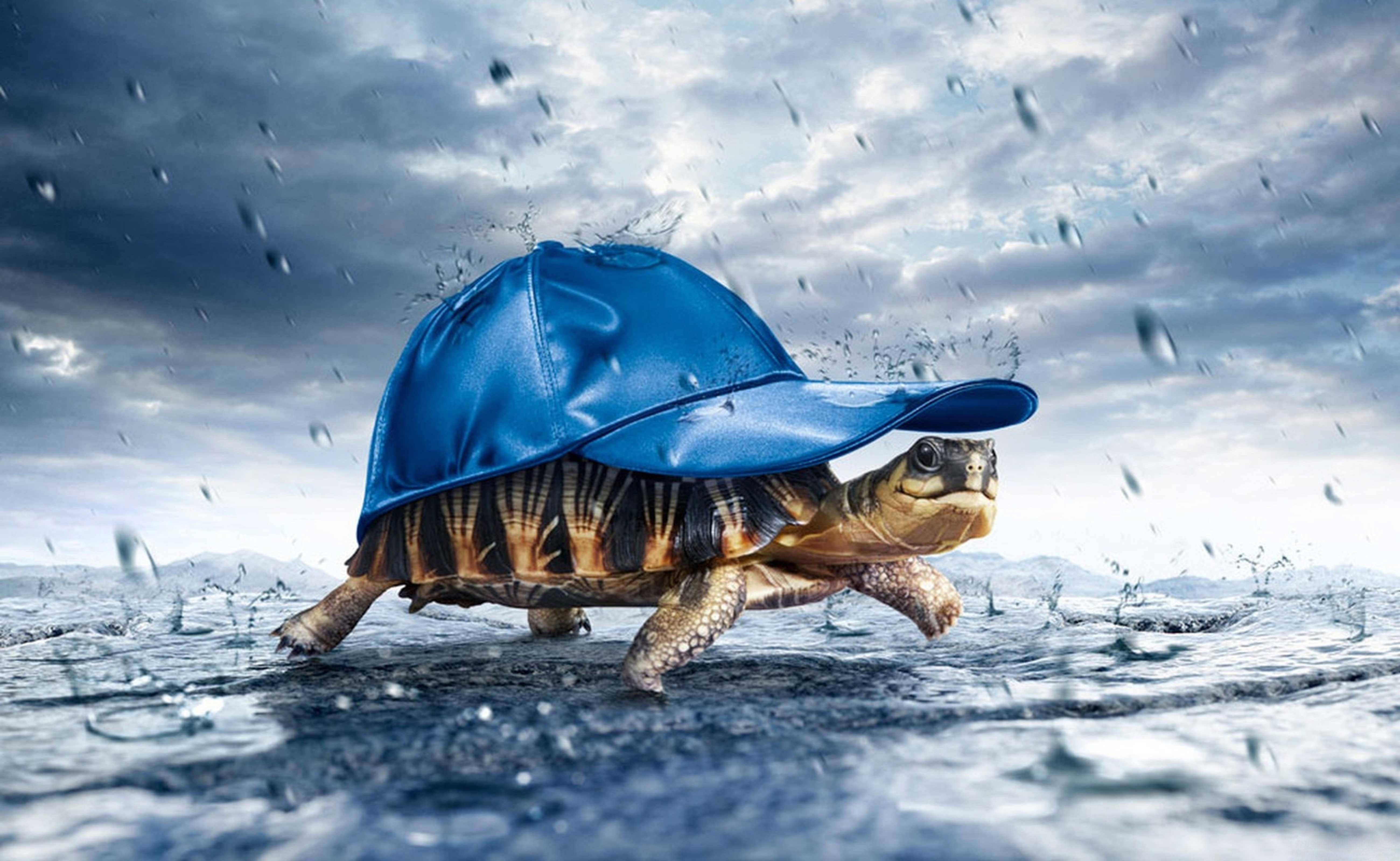 海龜 桌布 壁紙 — 一隻戴著藍色雨帽的海龜在暴風雨的天空下走過淺水區，周圍有雨滴飛濺。